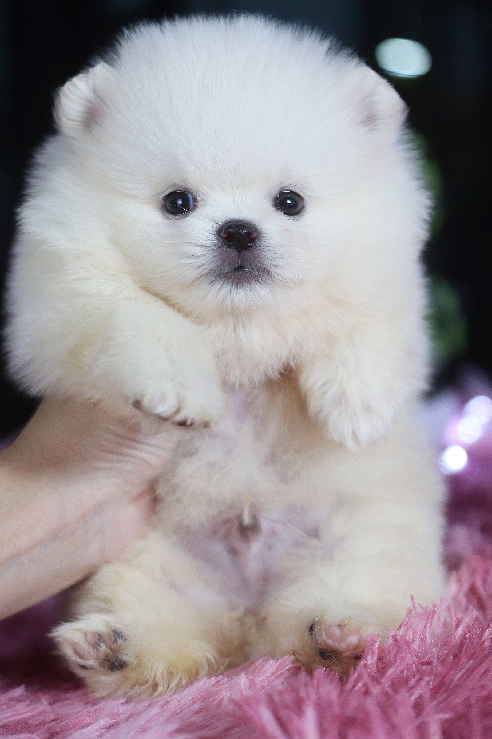 ปอมเมอเรเนียน เพศผู้ สีขาวครีม