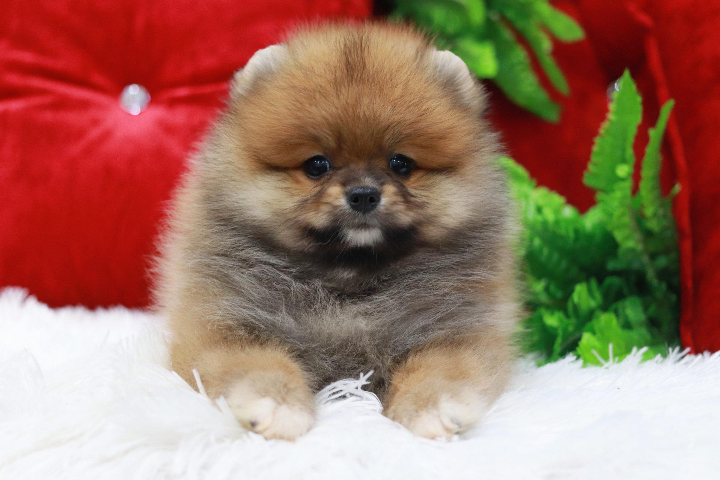 ปอมเมอเรเนียน เพศผู้ สีส้ม