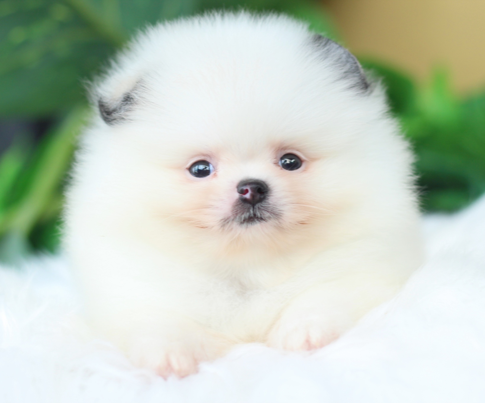 ปอมเมอเรเนียน เพศผู้ สีแฟนซี