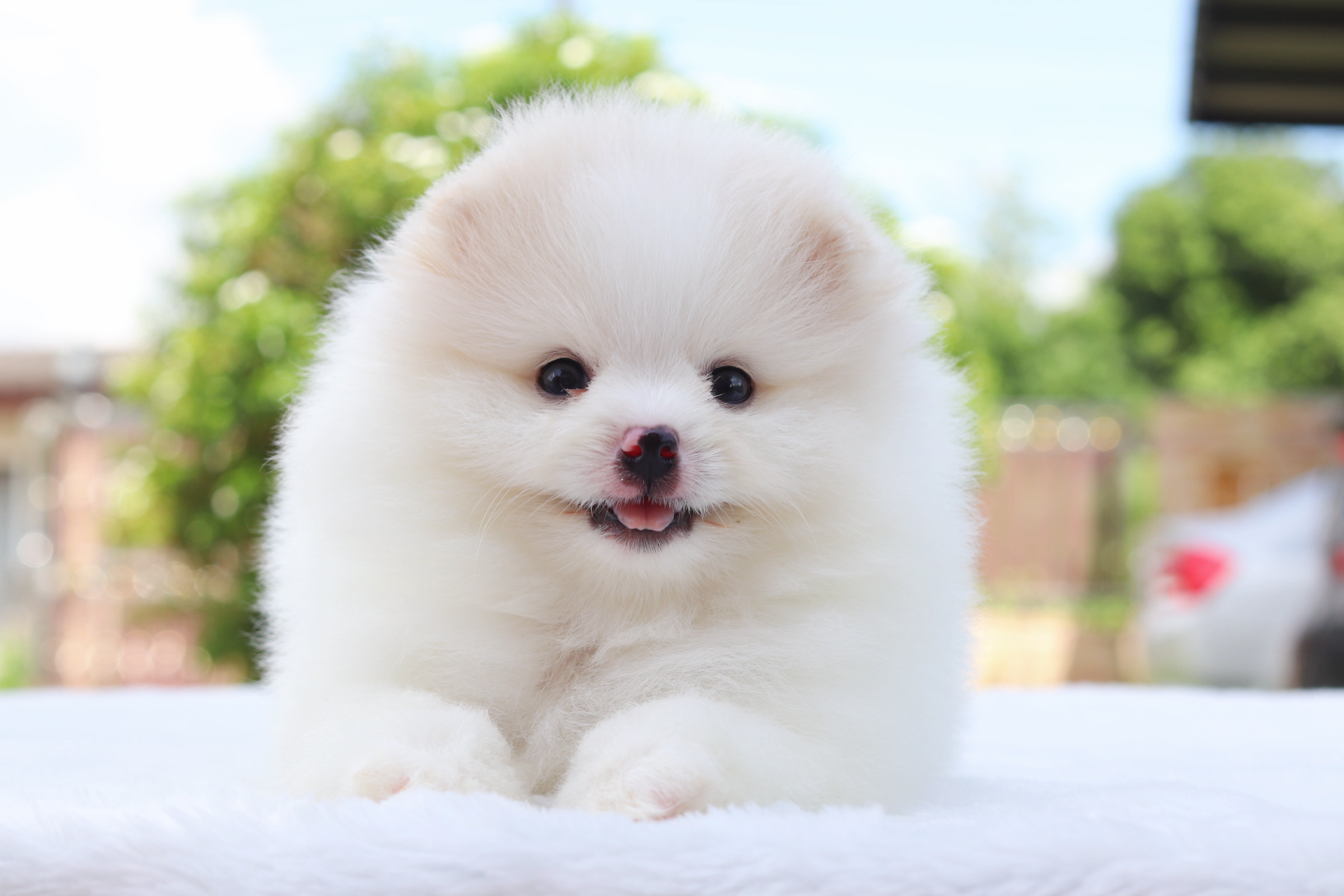 ปอมเมอเรเนียน เพศผู้สีขาวครีม