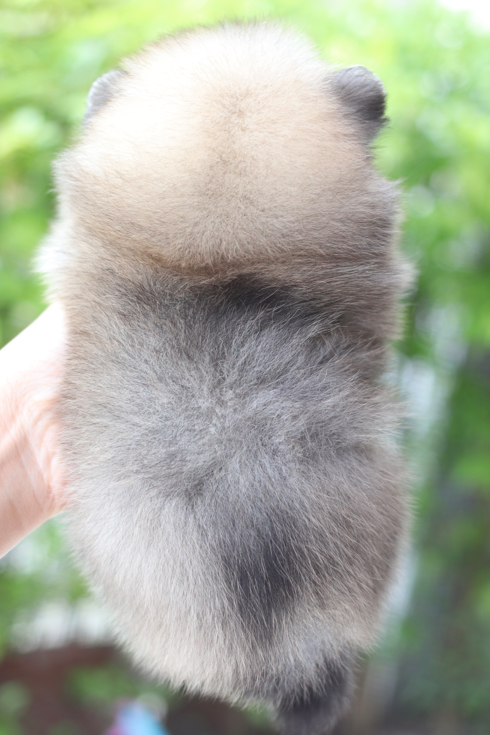 ปอมเมอเรเนียน เพศผู้สีส้ม