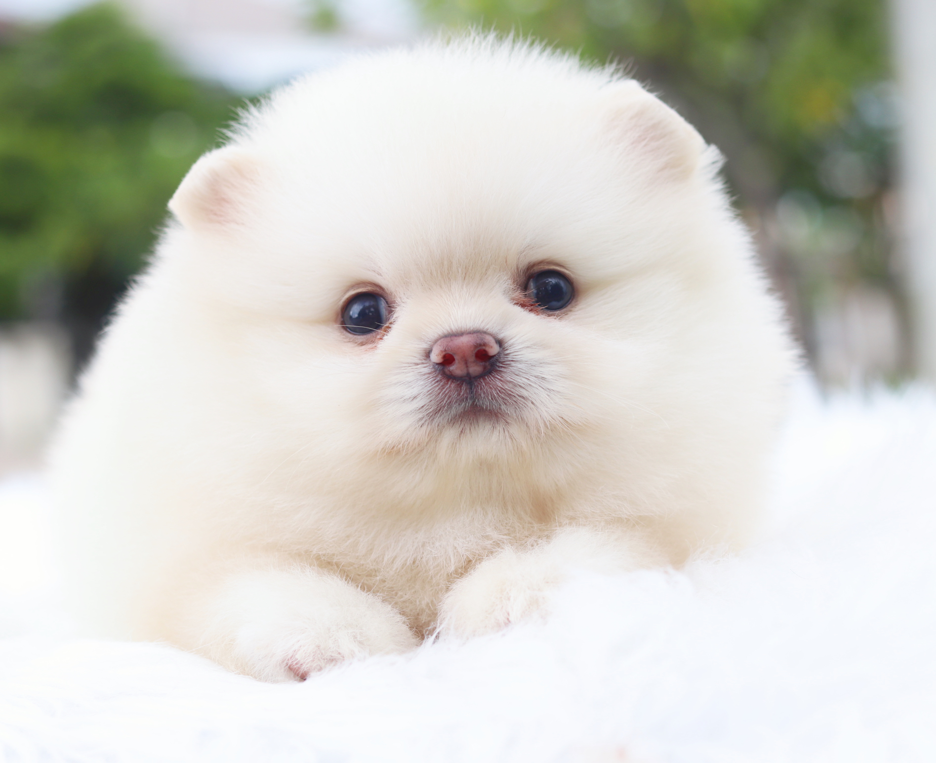 ปอมเมอเรเนียน เพศผู้สีขาวครีม