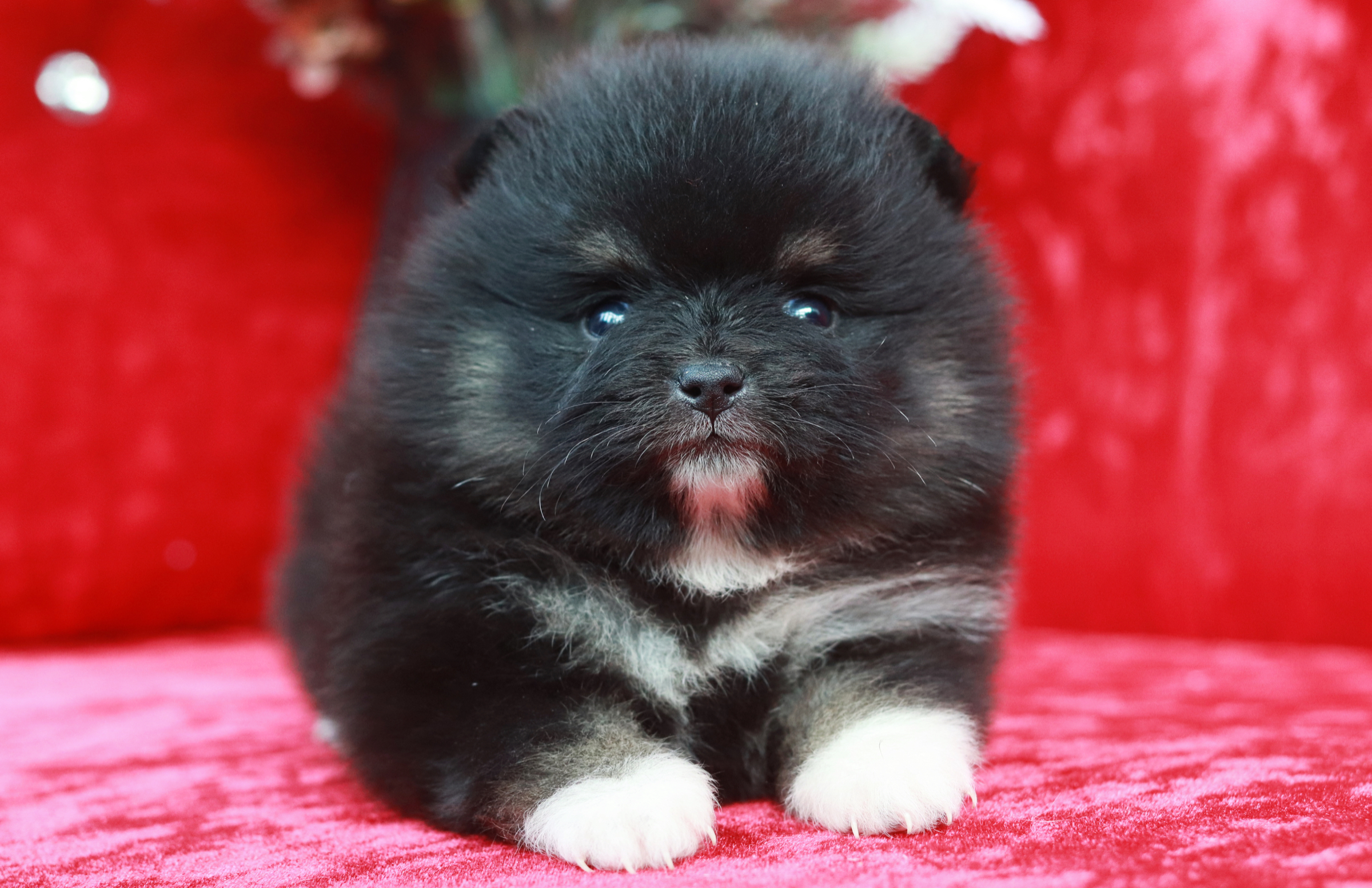 ปอมเมอเรเนียน เพศเมีย แบล็คแทน