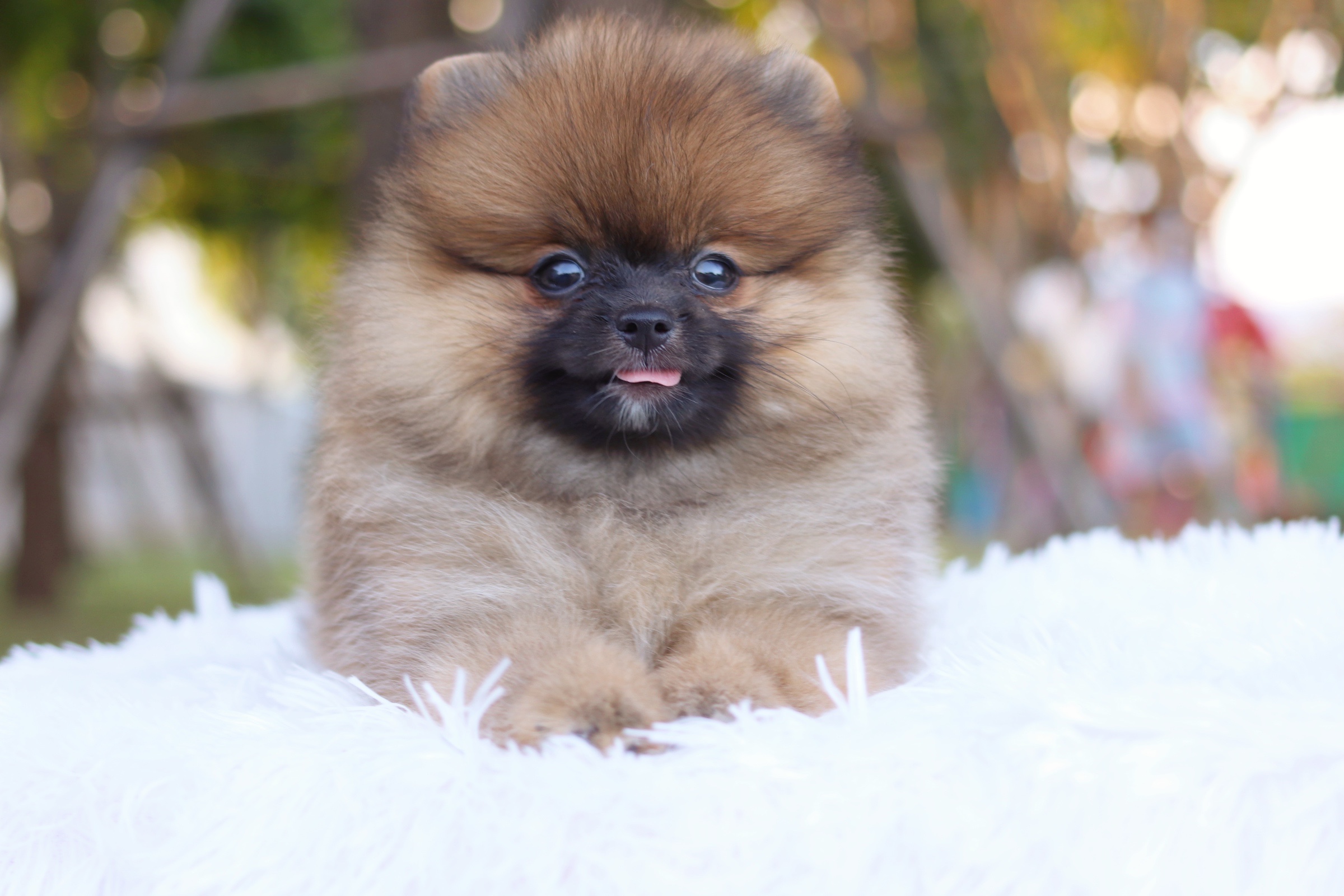 ปอมเมอเรเนียน เพศเมีย สีส้ม