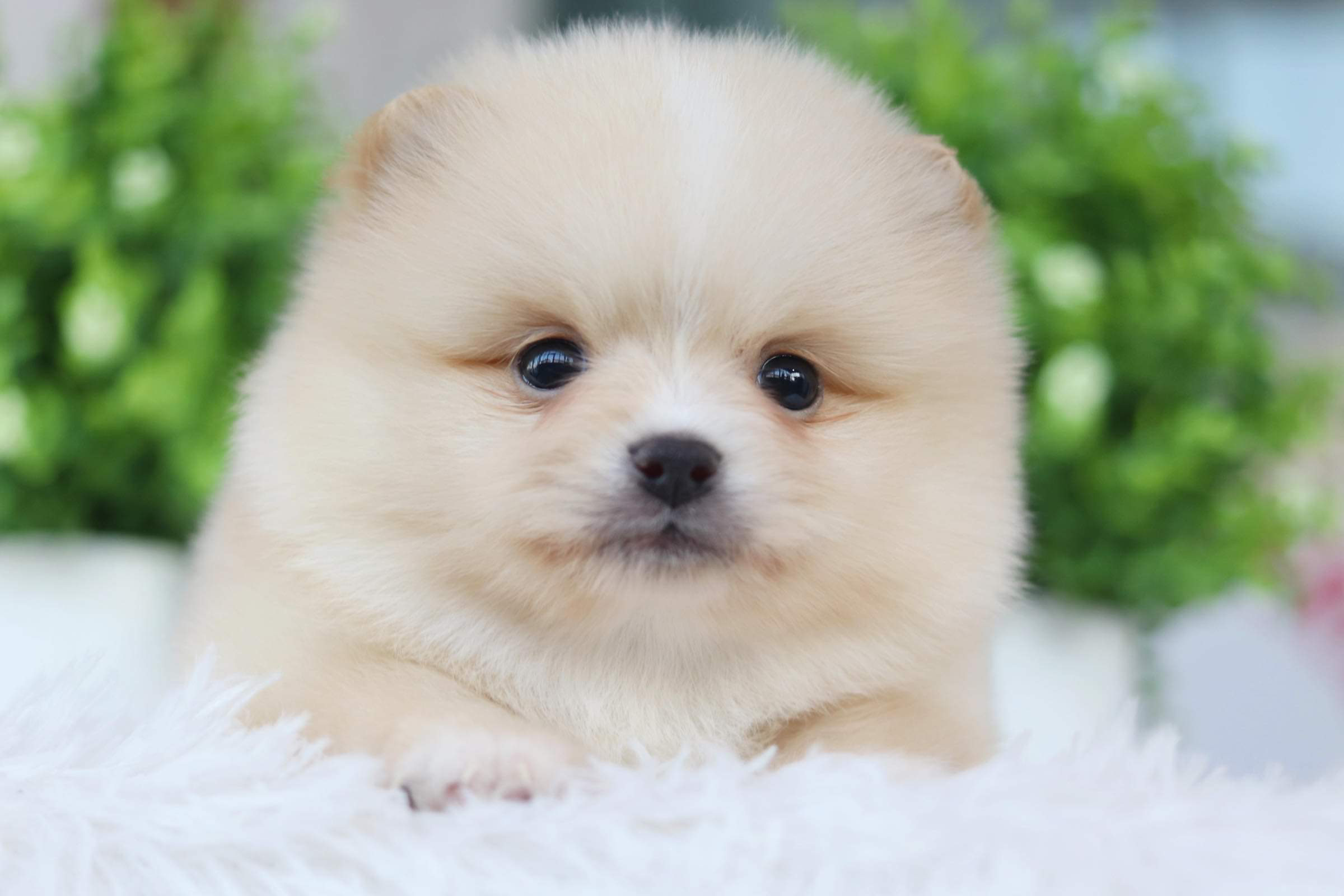 ปอมเมอเรเนียน เพศผู้