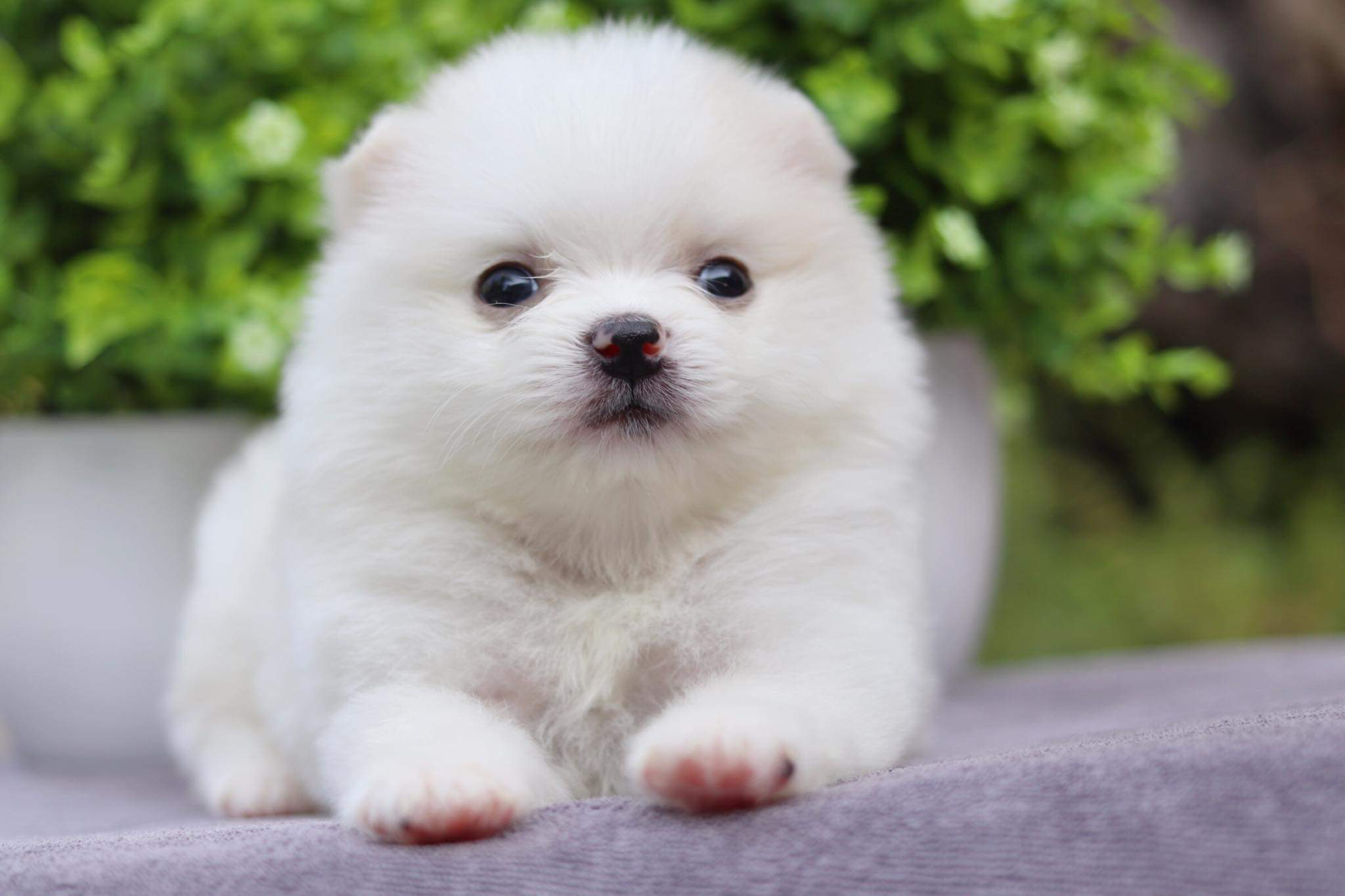 ปอมเมอเรเนียน เพศเมีย