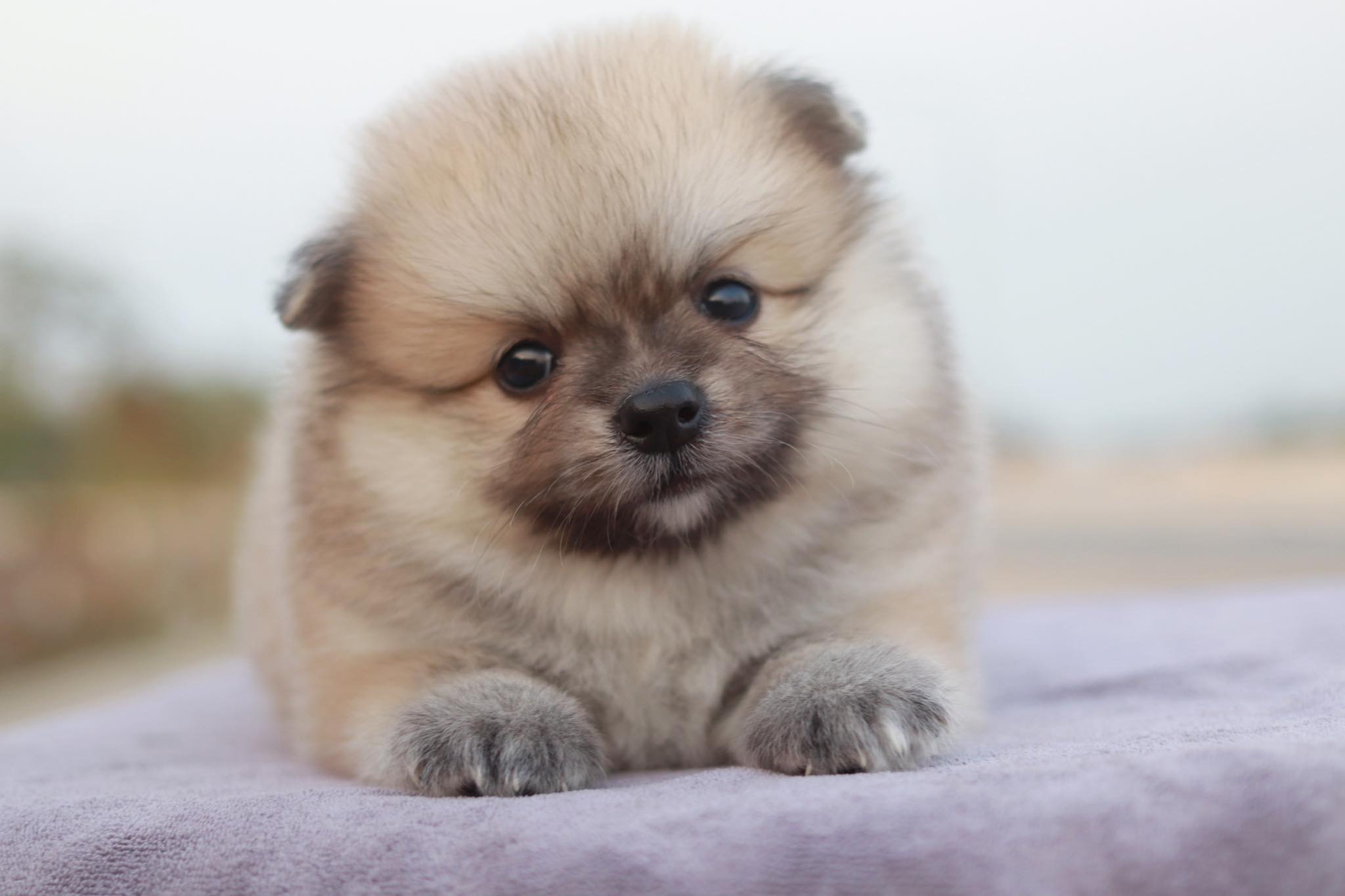 ปอมเมอเรเนียน เพศผู้