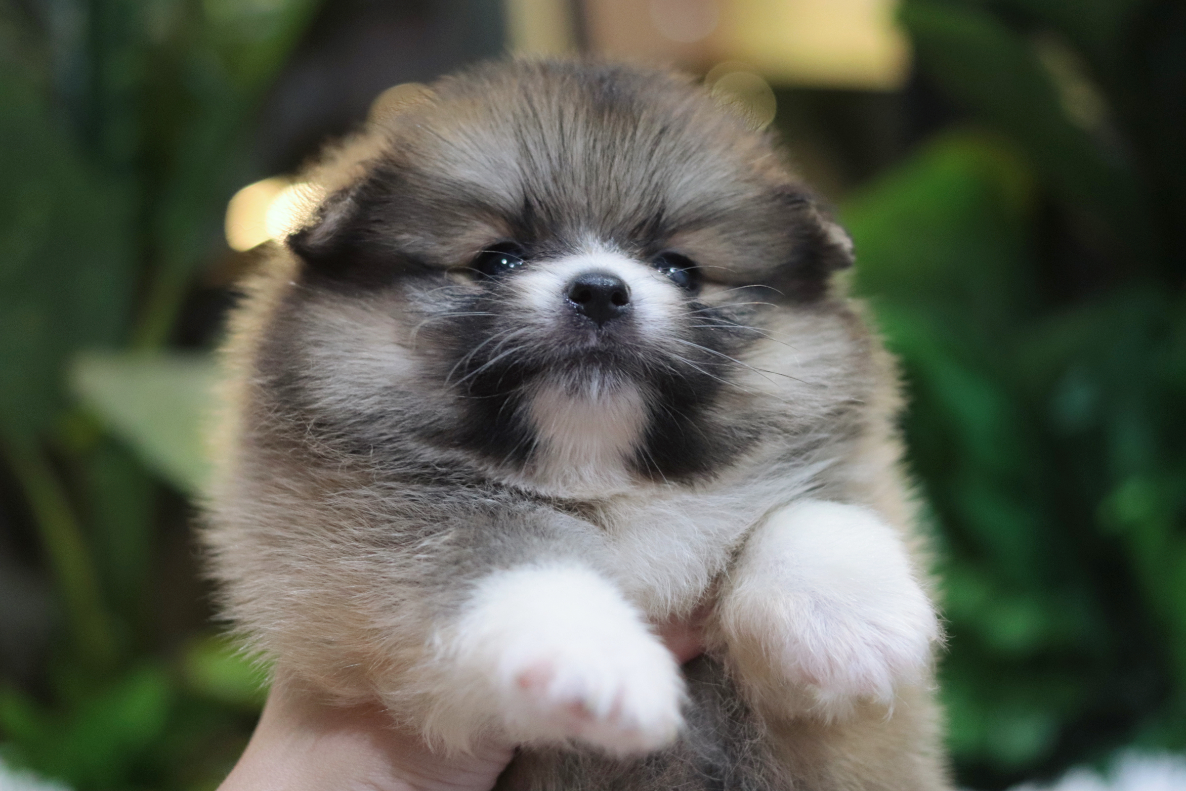 ปอมเมอเรเนียน เพศเมีย