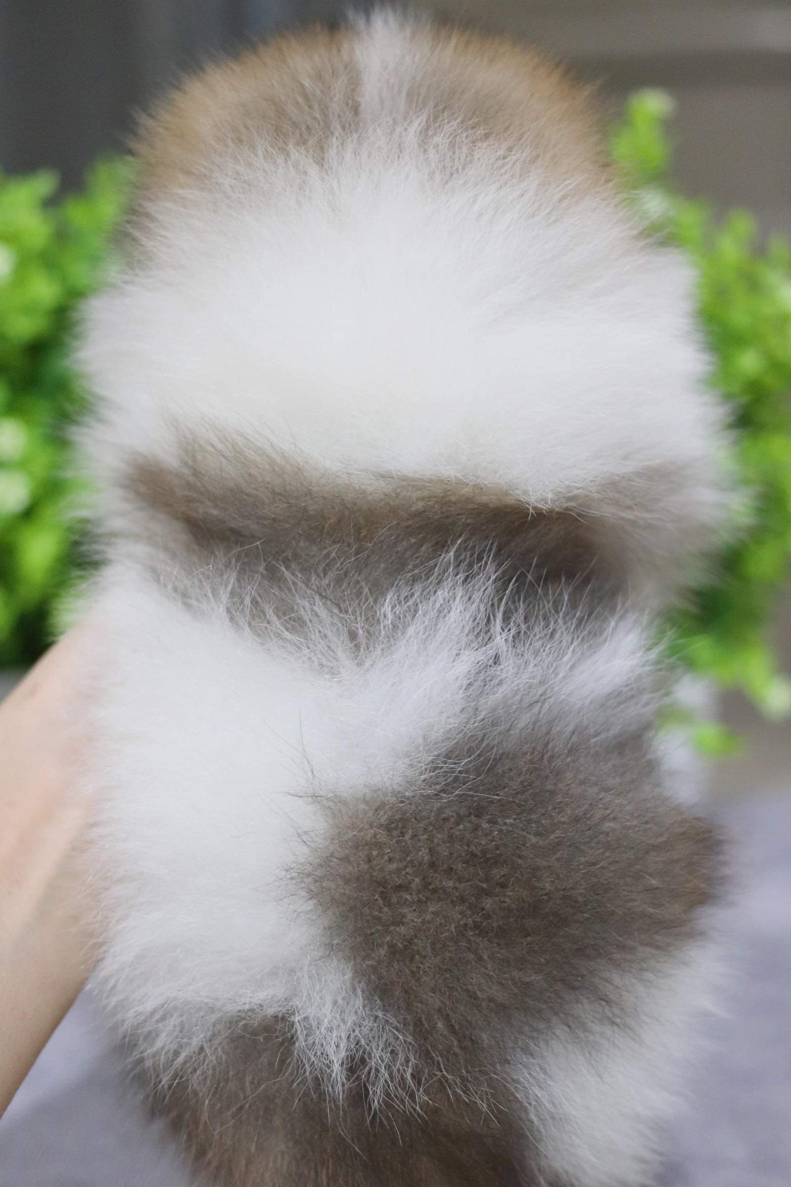 ปอมเมอเรเนียน เพศผู้