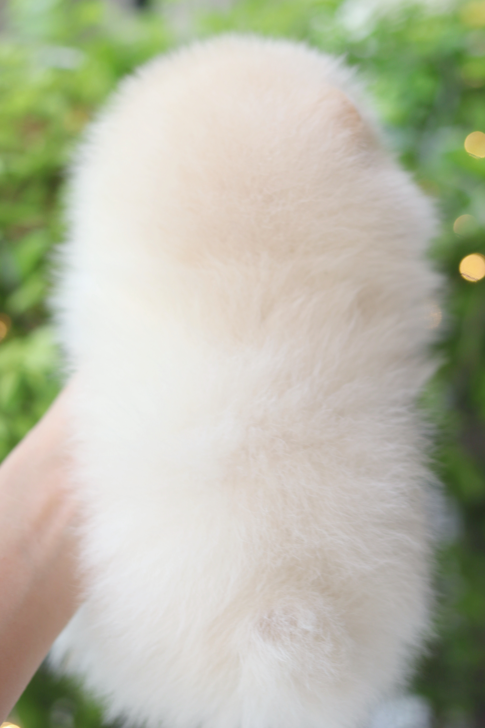 ปอมเมอเรเนียน เพศผู้ สีขาวครีม