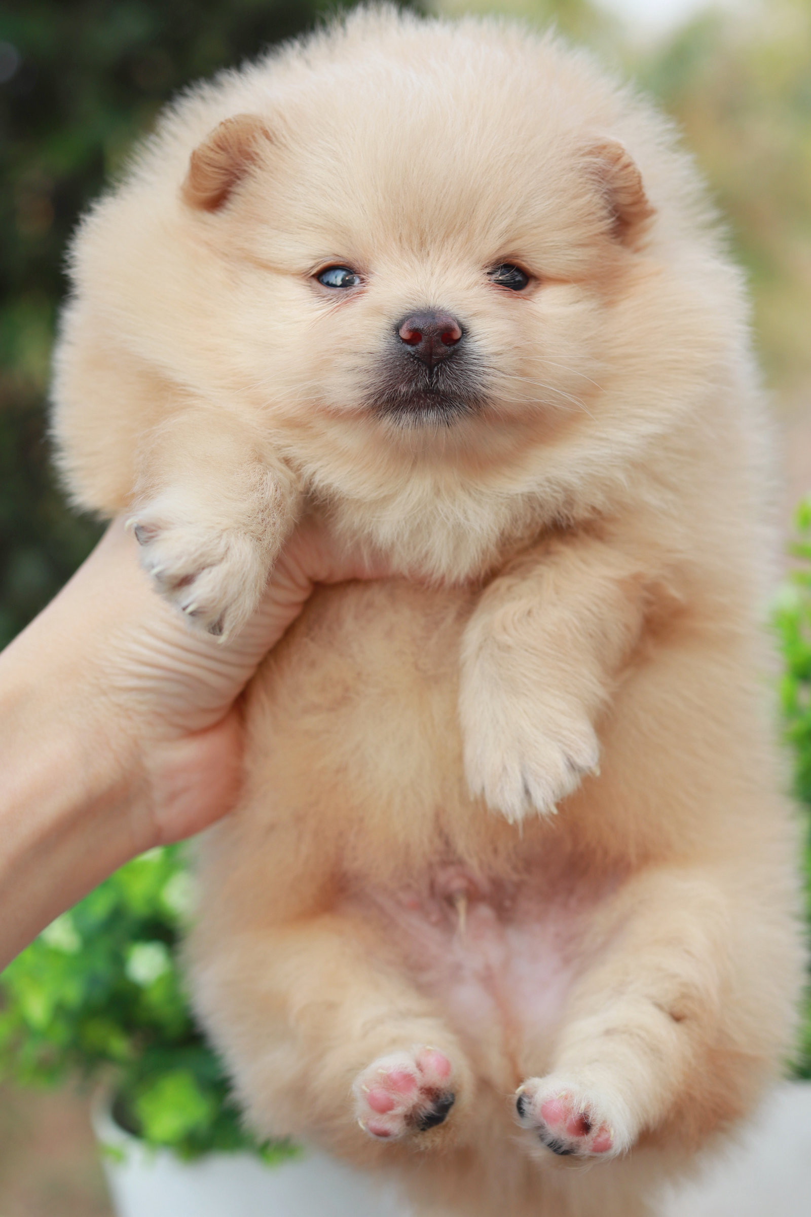 ปอมเมอเรเนียน เพศผู้ครีม