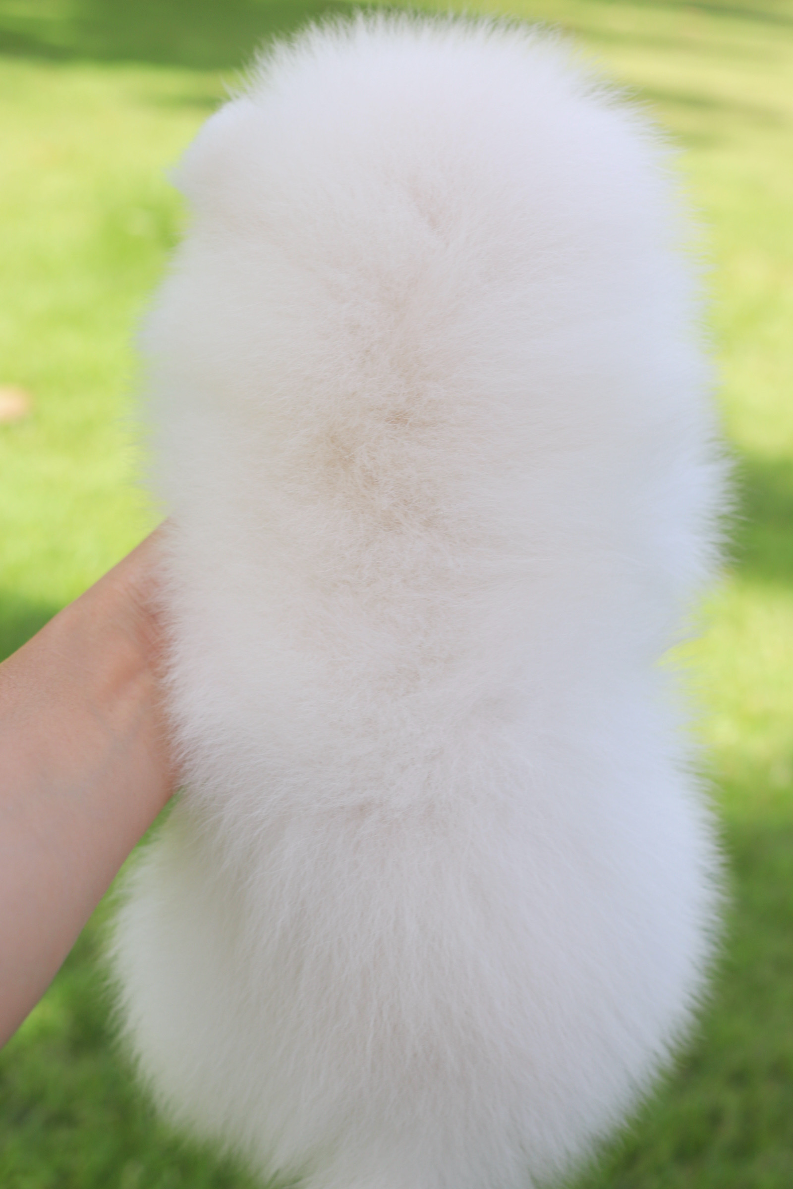 ปอมเมอเรเนียน เพศผู้สีขาวครีม