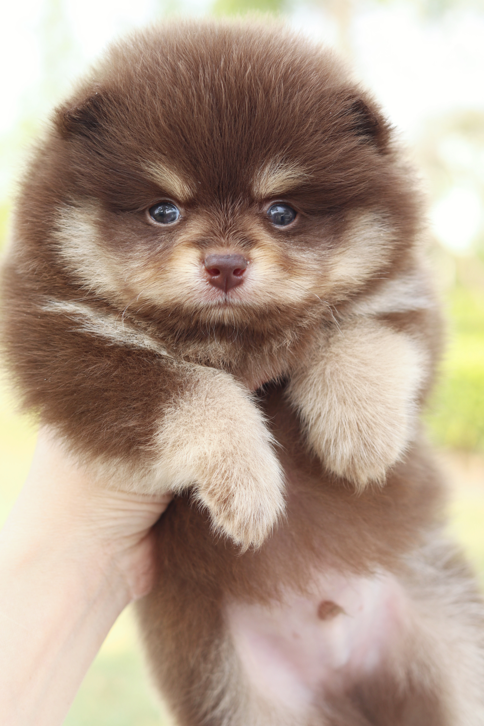 ปอมเมอเรเนียน เพศผู้สีช็อคแทน