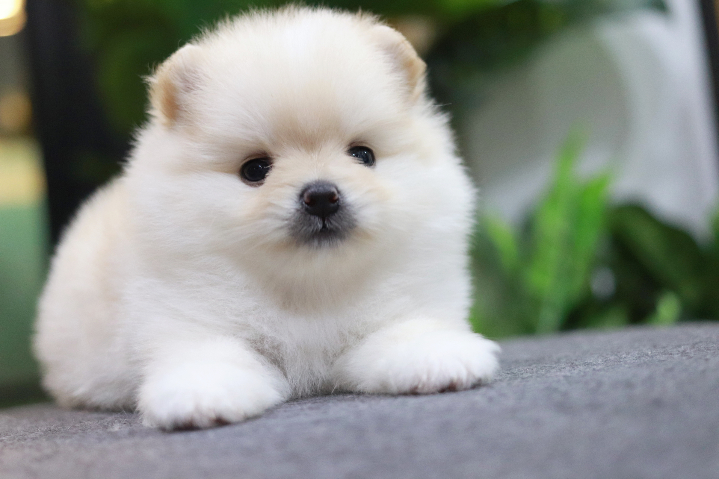 ปอมเมอเรเนียน เพศเมีย