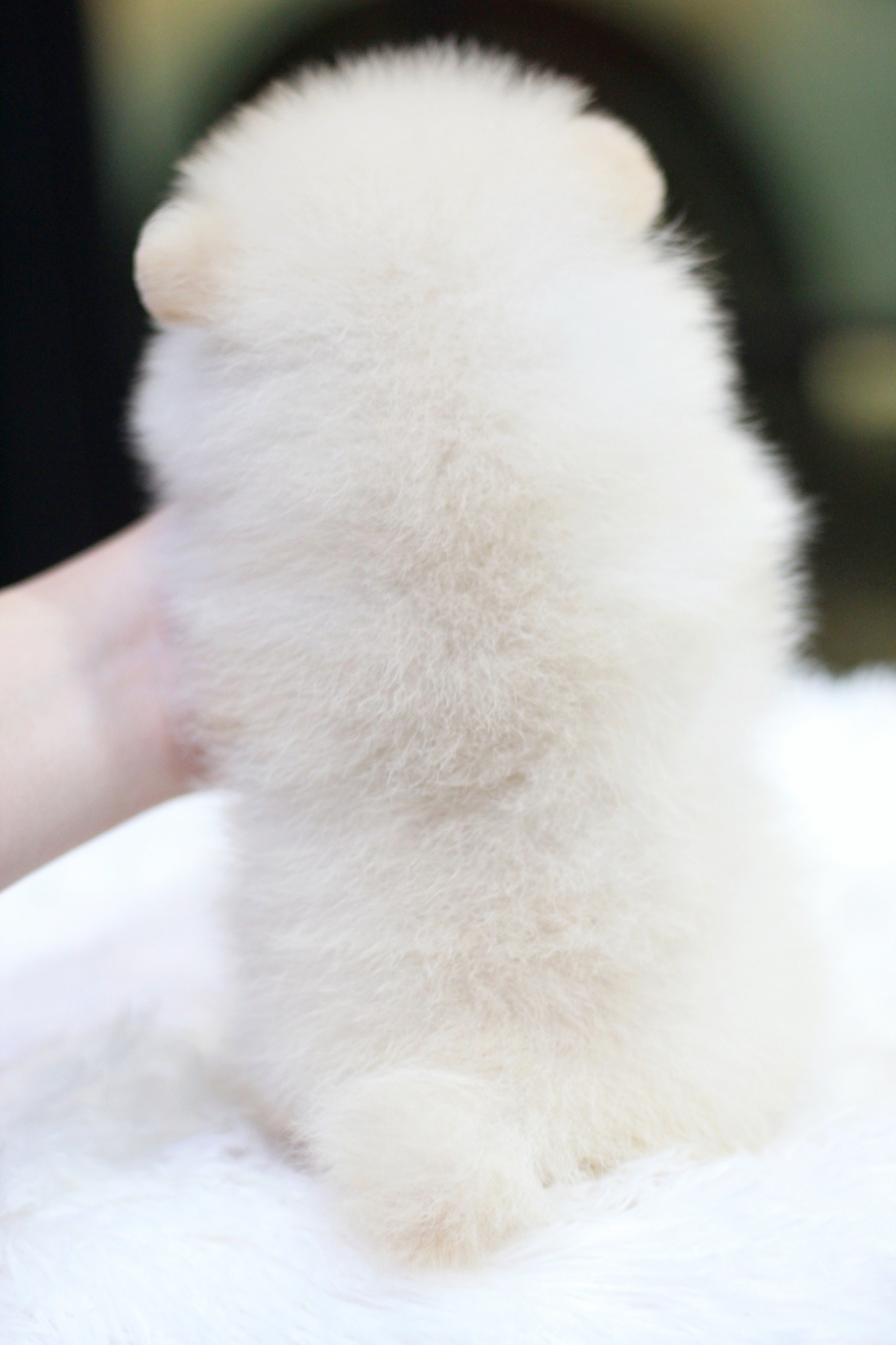 ปอมเมอเรเนียน เพศเมียสีขาวครีม