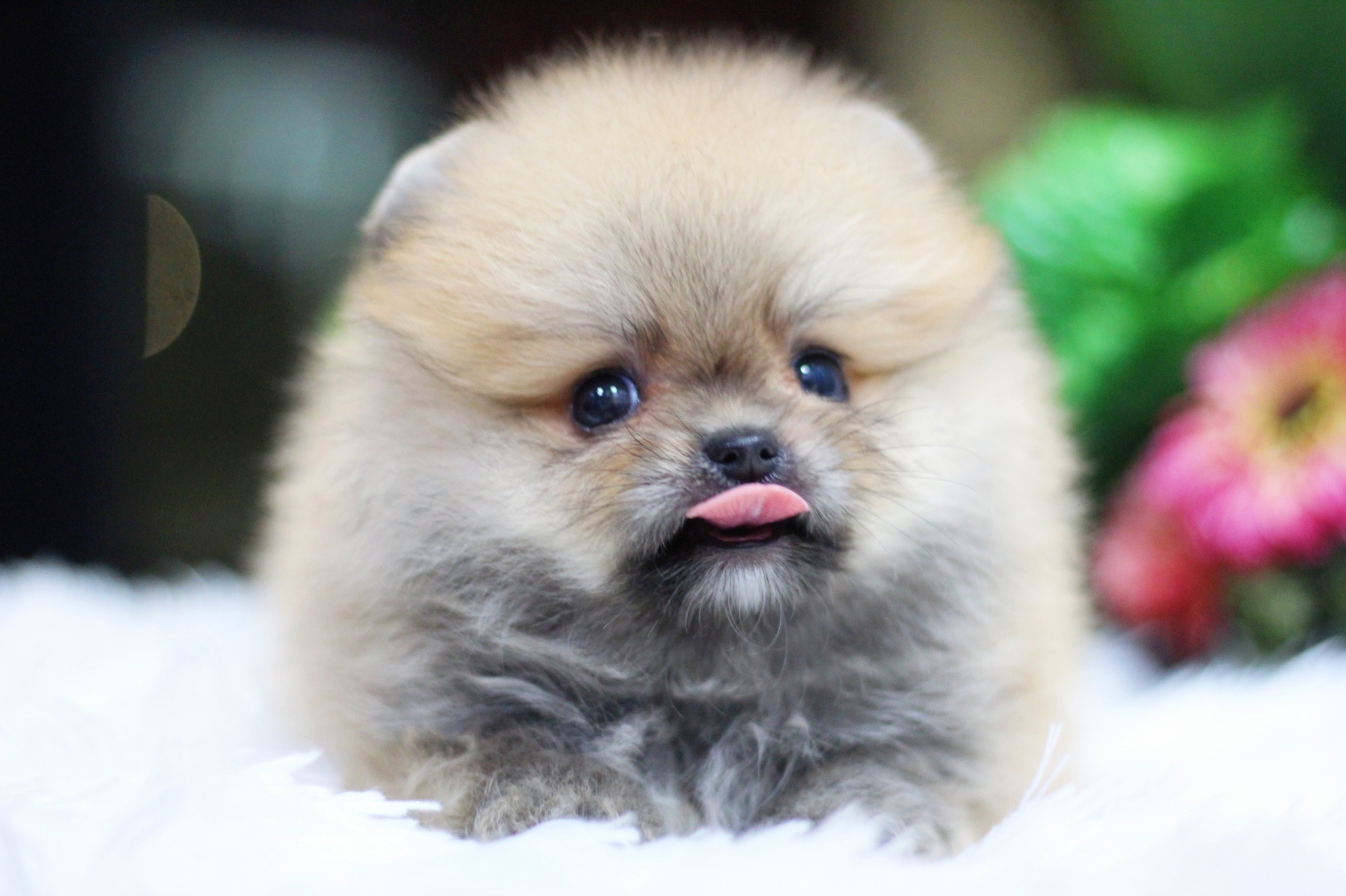 ปอมเมอเรเนียน เพศผู้สีส้ม