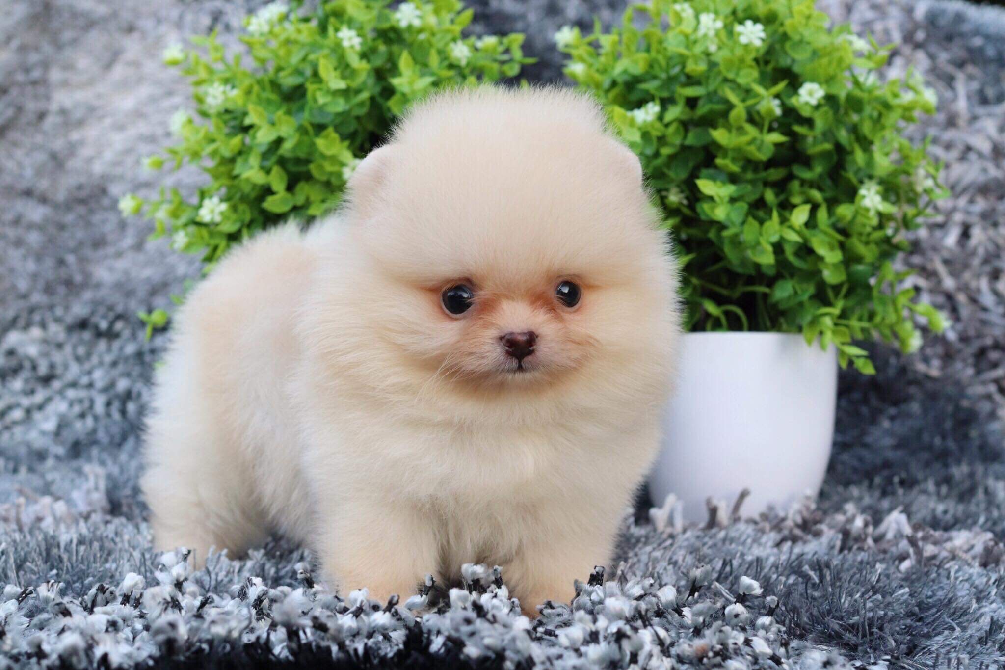 ปอมเมอเรเนียน เพศผู้