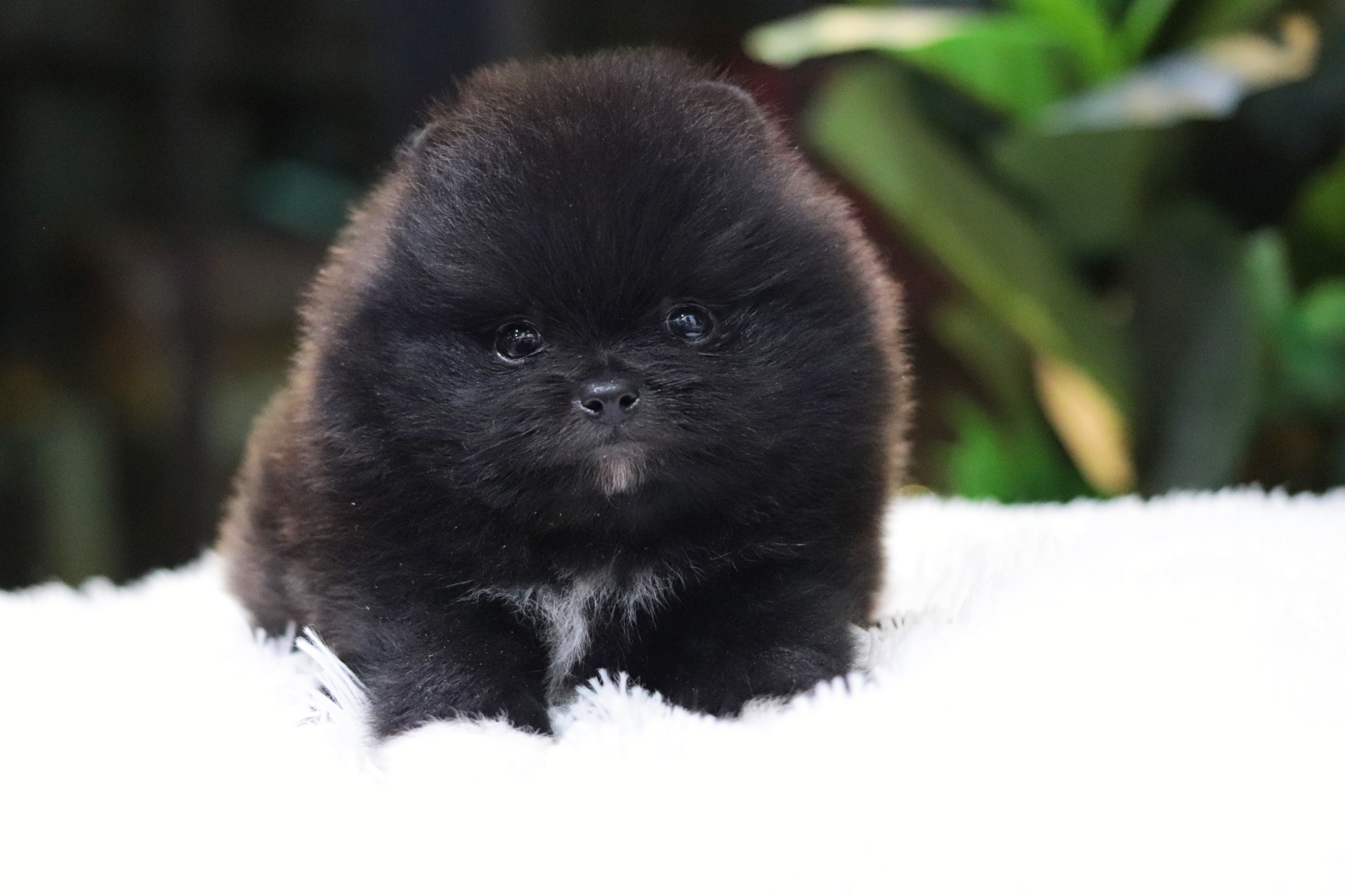 ปอมเมอเรเนียน เพศผู้สีดำ