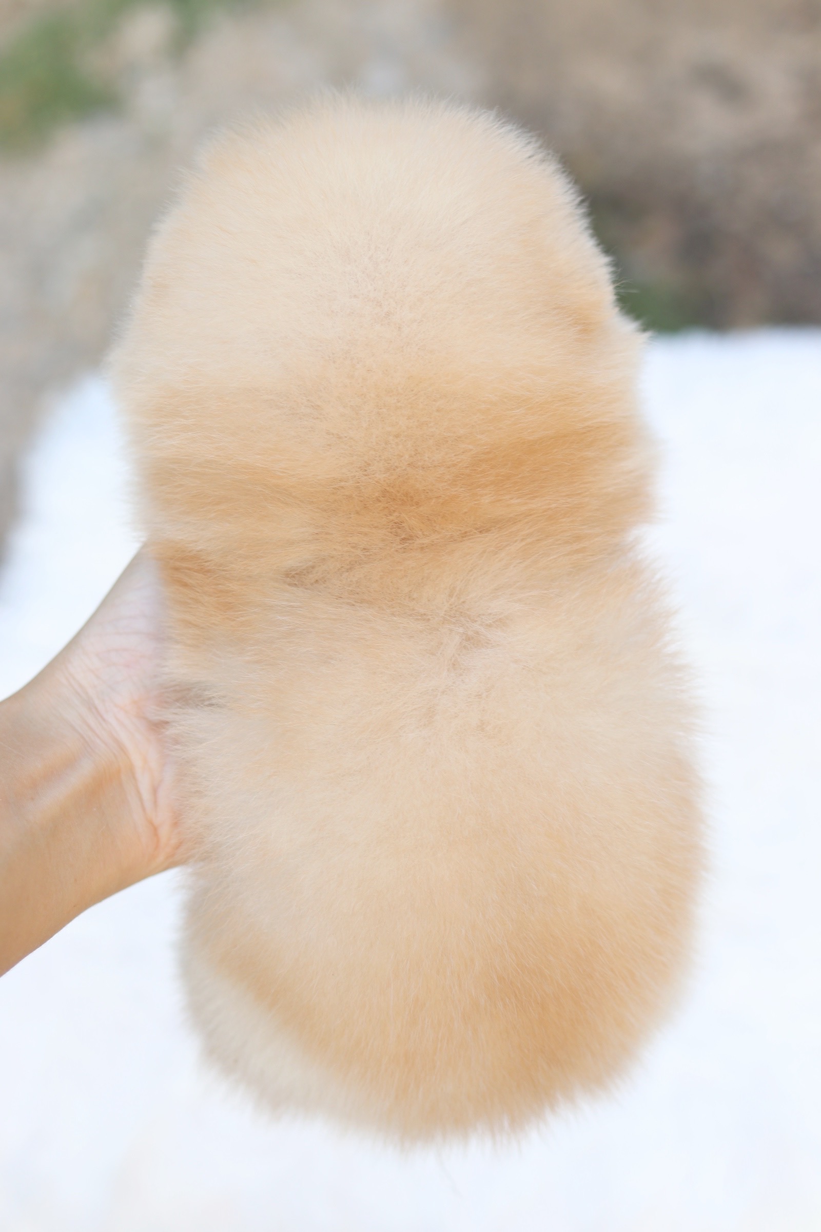 ปอมเมอเรเนียน เพศผู้ครีม ไซส์เล็ก