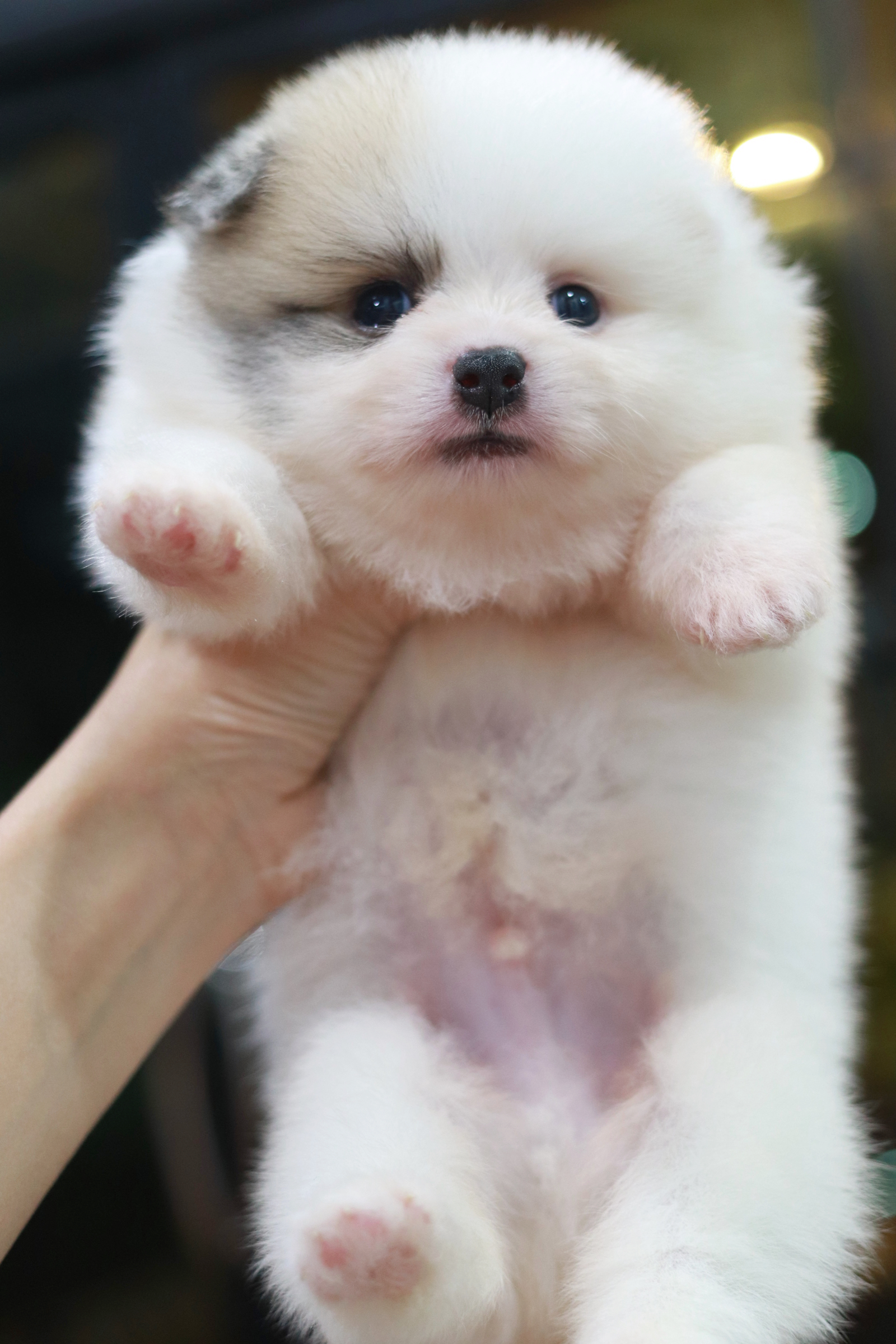 ปอมเมอเรเนียน เพศผู้ แฟนซี