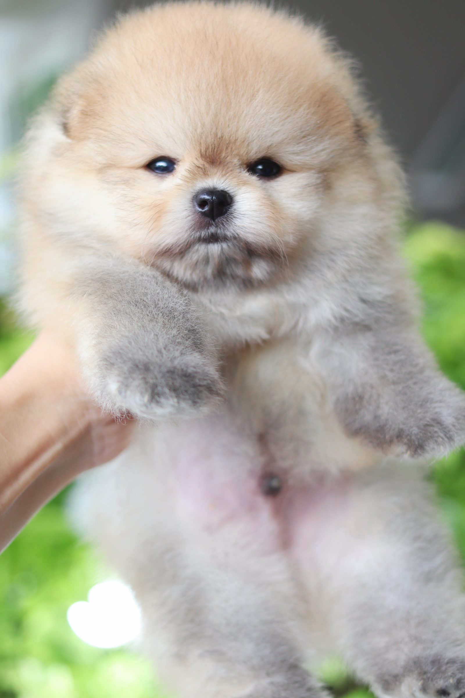 ปอมเมอเรเนียน เพศผู้สีส้ม เกรดโชว์