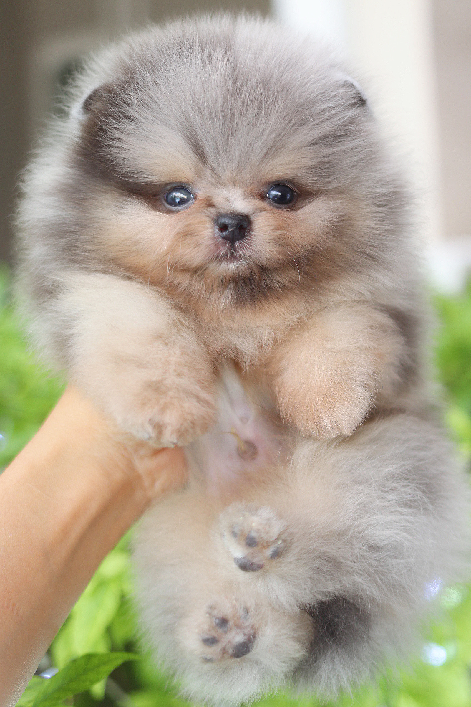 ปอมเมอเรเนียน เพศผู้ สีเมอร์เร่ เกรดโชว์