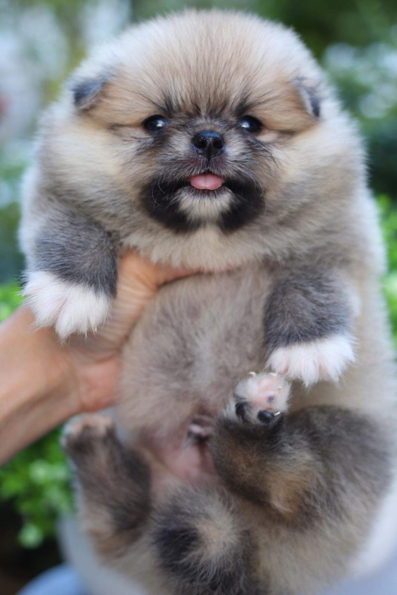 ปอมเมอเรเนียน เพศผู้