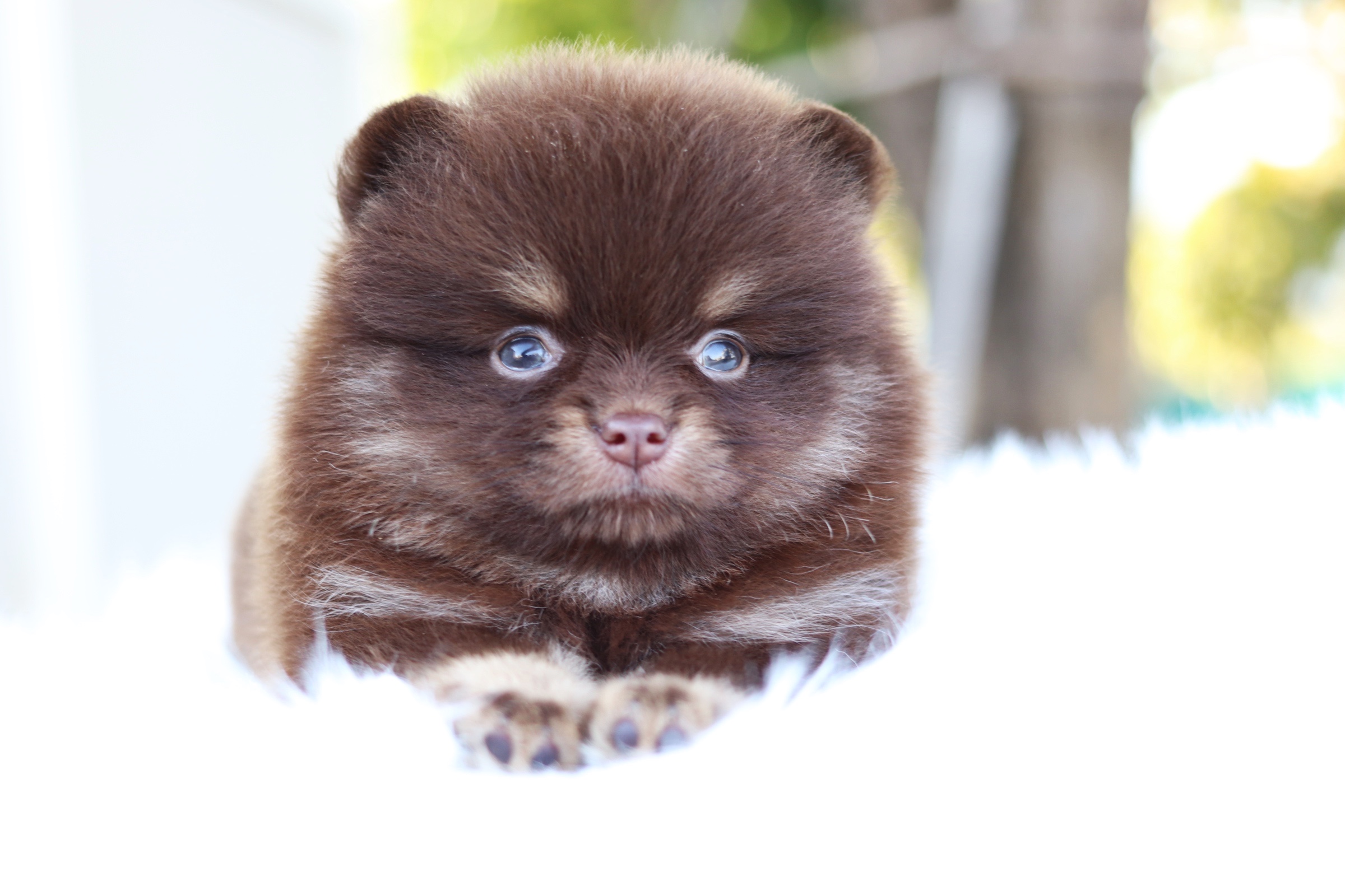 ปอมเมอเรเนียน เพศเมียสีช็อคแทน