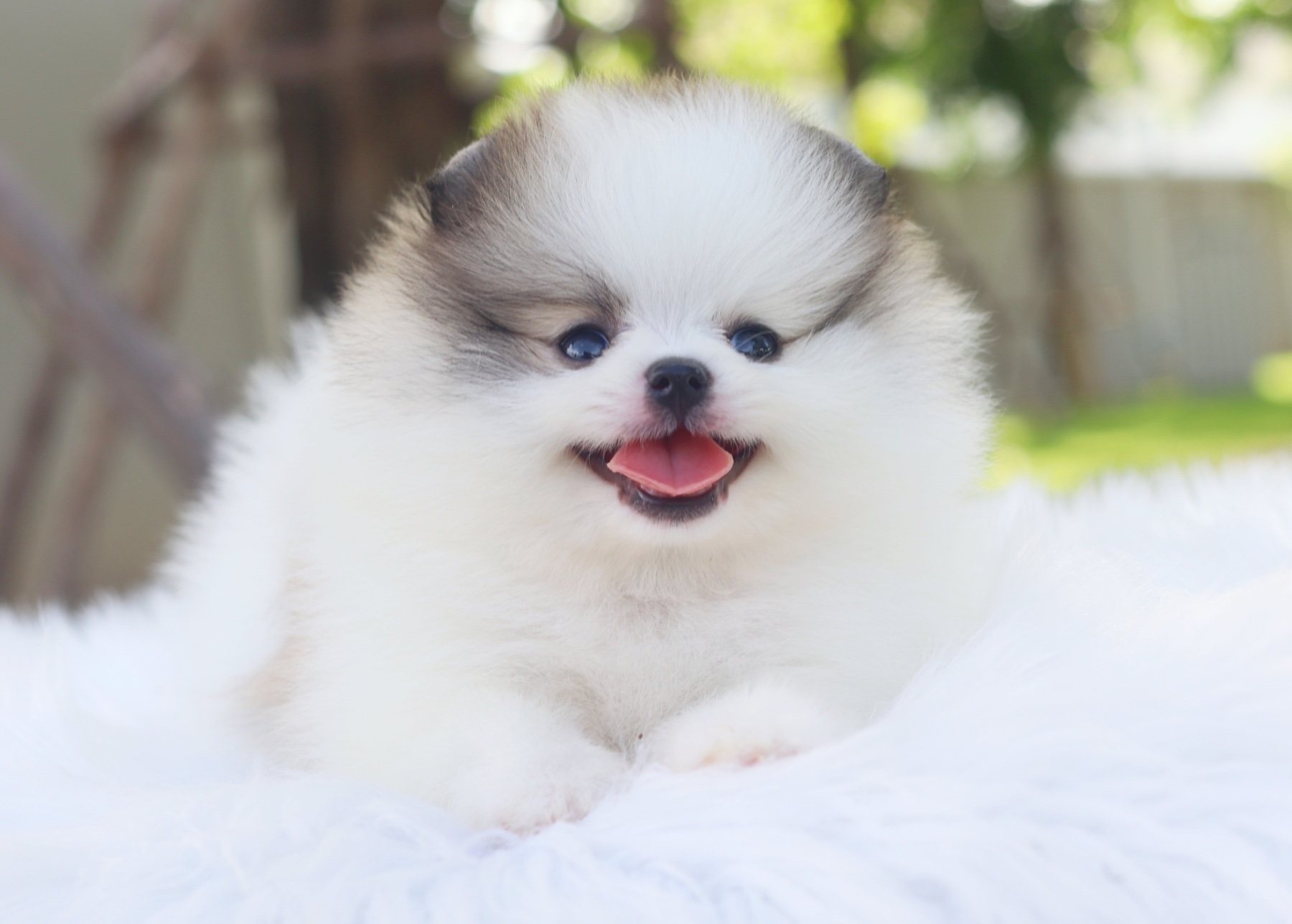 ปอมเมอเรเนียน เพศเมียสีแฟนซี