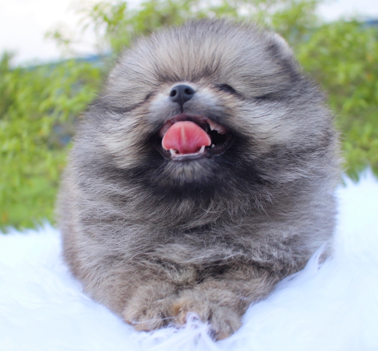 ปอมเมอเรเนียน เพศผู้ สีส้ม