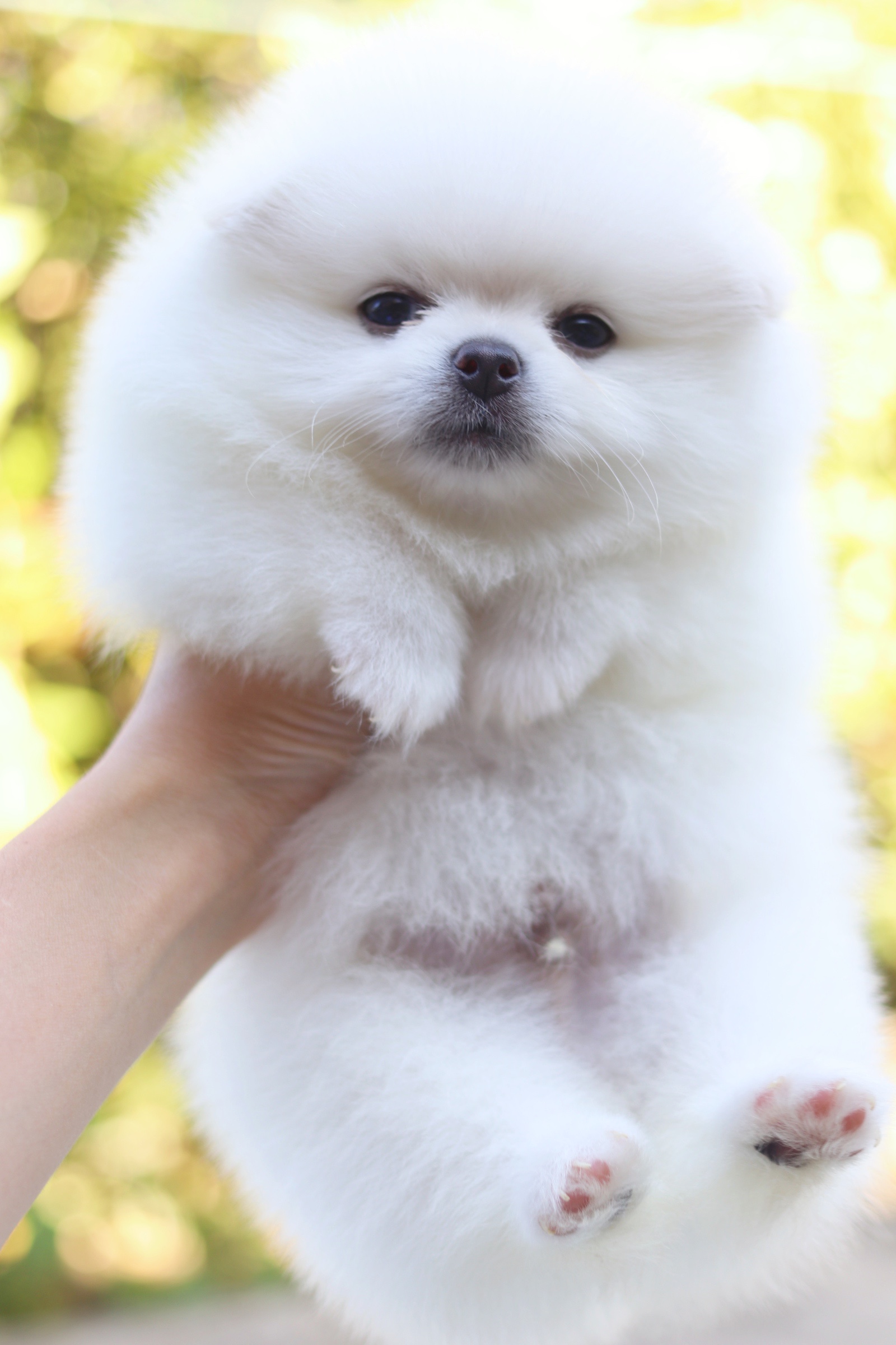 ปอมเมอเรเนียน เพศผู้ สีขาว