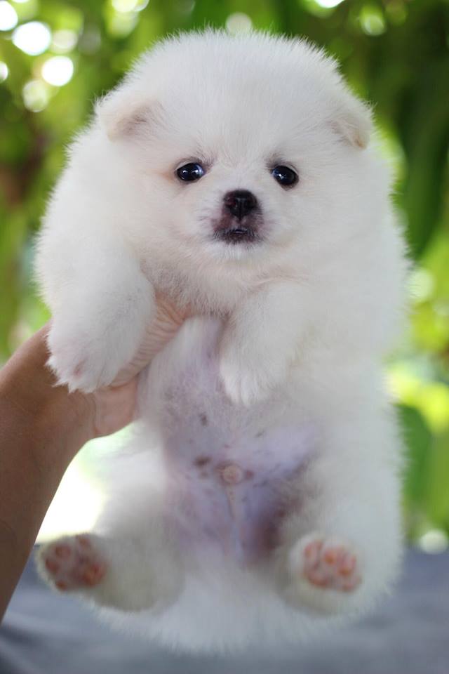 ปอมเมอเรเนียน เพศผู้