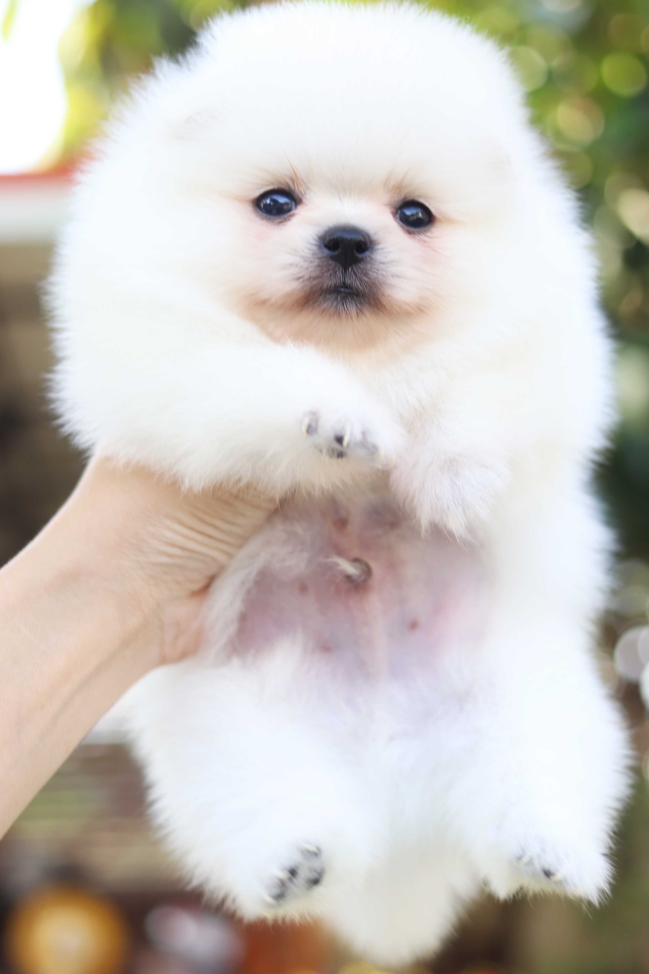 ปอมเมอเรเนียน เพศผู้ สีขาวครีม