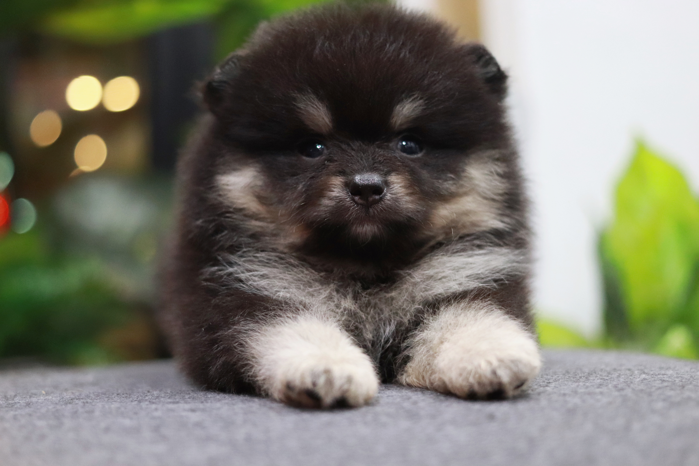 ปอมเมอเรเนียน เพศผู้