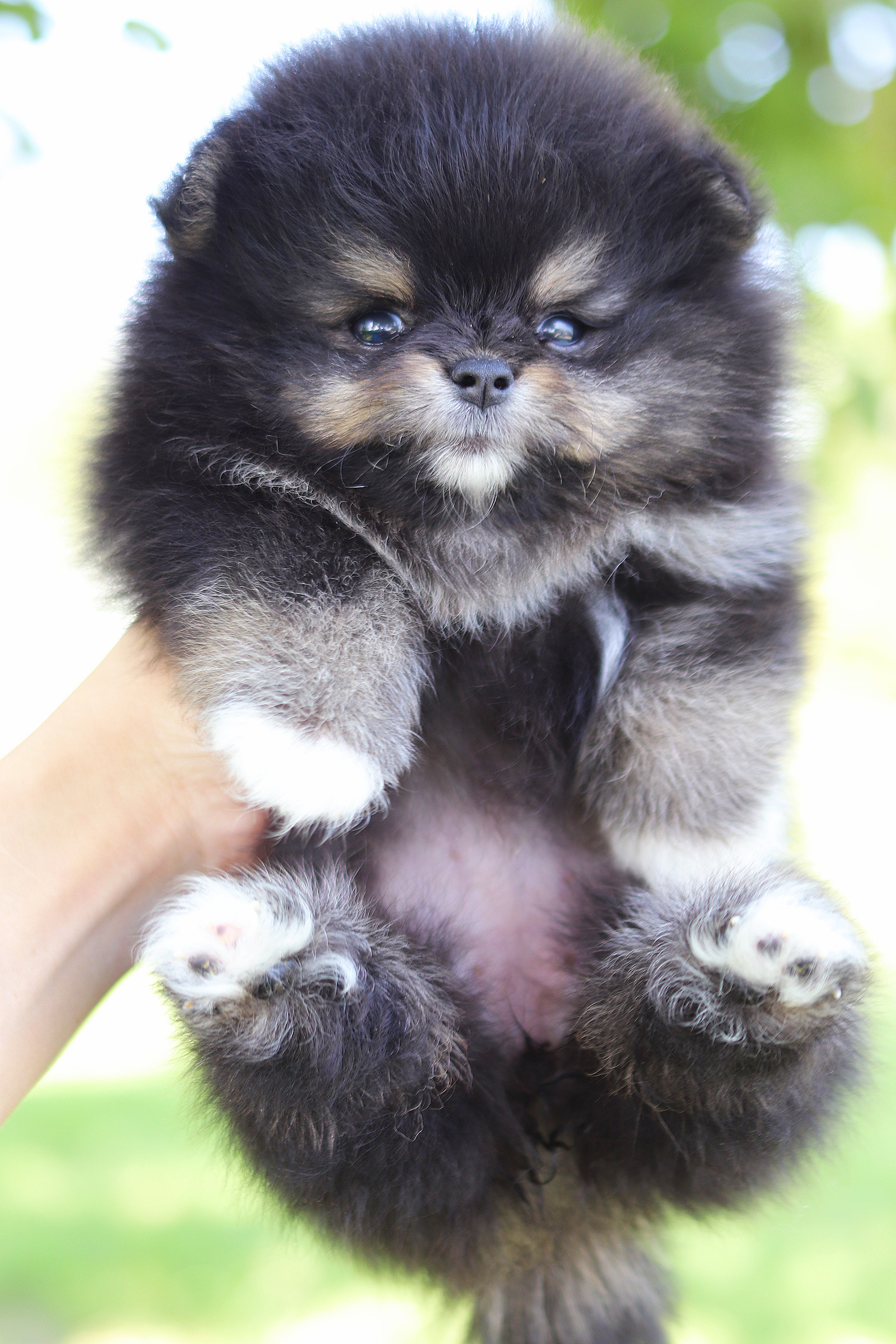 ปอมเมอเรเนียน เพศเมีย สีแบล็คแทน เกรดโชว์