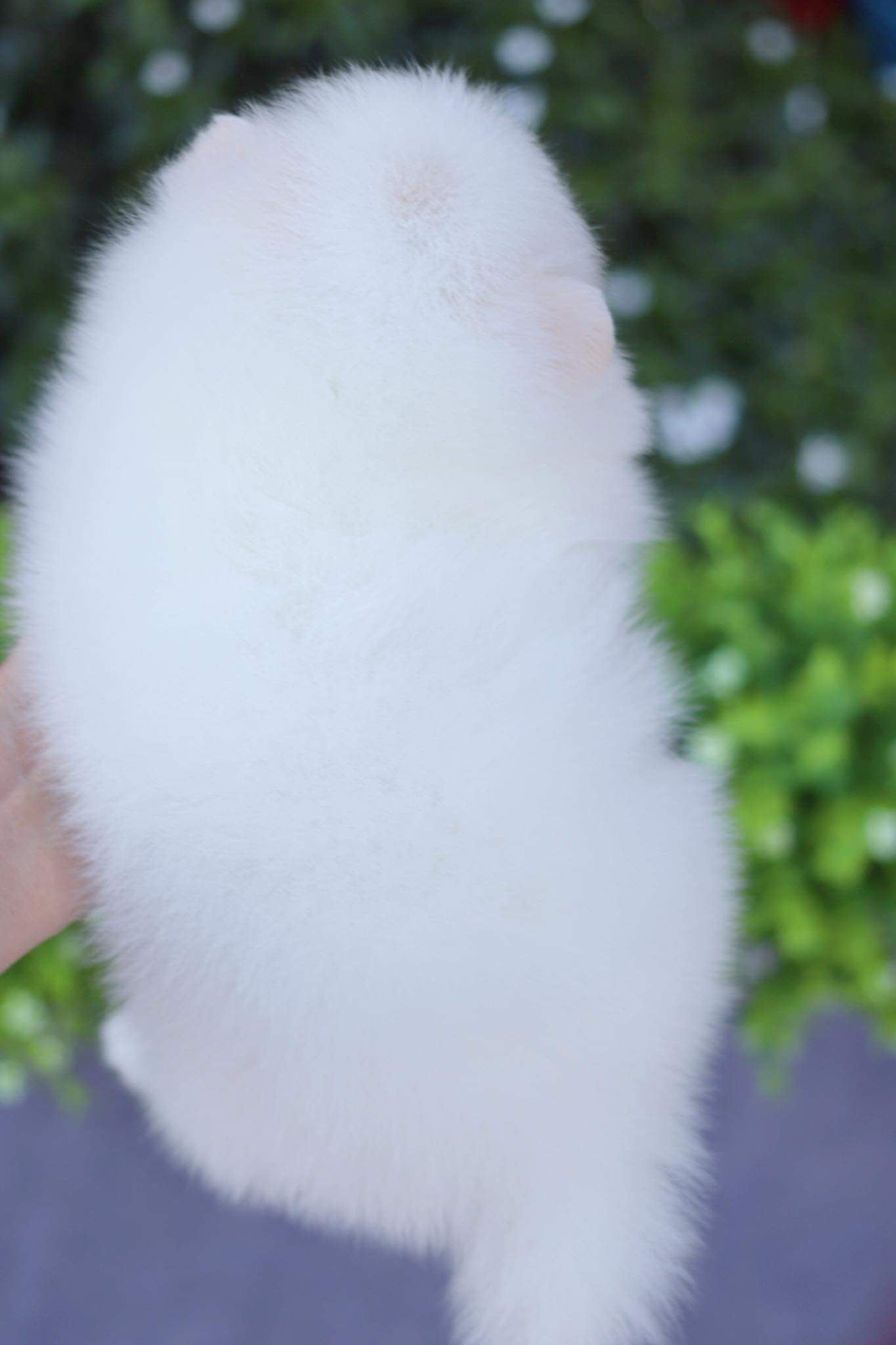 ปอมเมอเรเนียน เพศเมีย