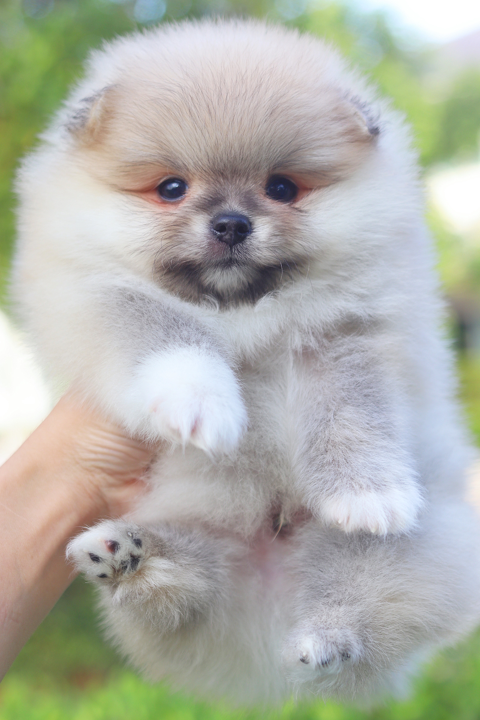 ปอมเมอเรเนียน เพศผู้ สีส้ม เกรดโชว์