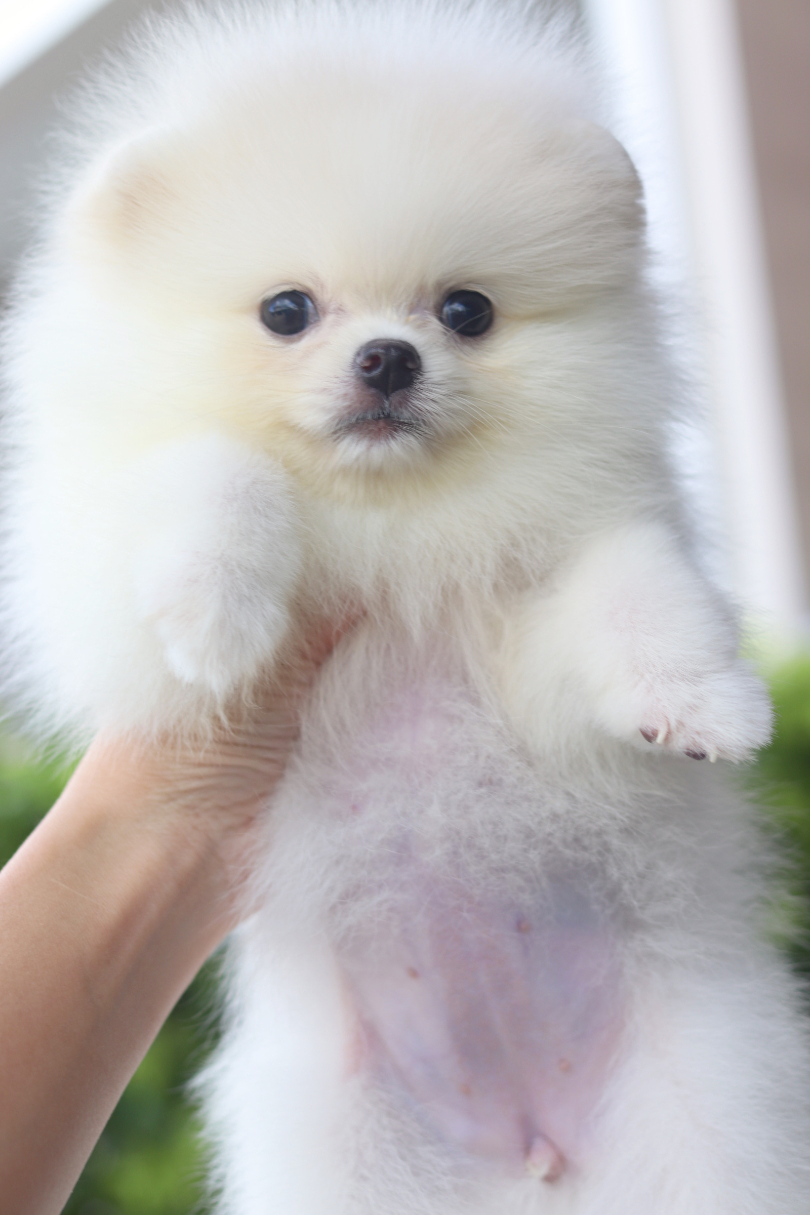 ปอมเมอเรเนียน เพศเมียสีขาวครีม