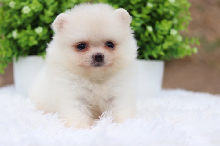 ปอมเมอเรเนียน เพศเมีย