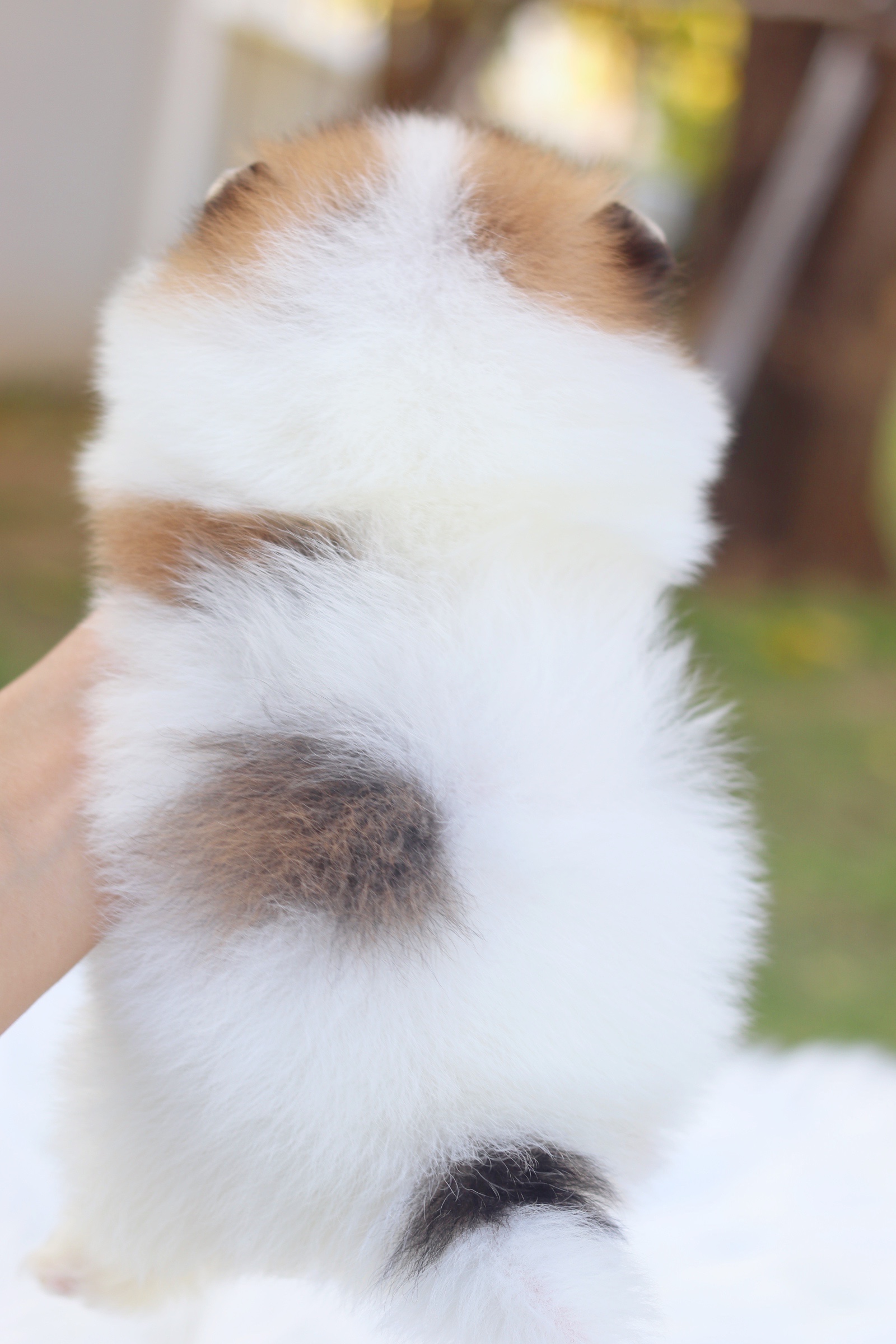 ปอมเมอเรเนียน เพศผู้ สีแฟนซี