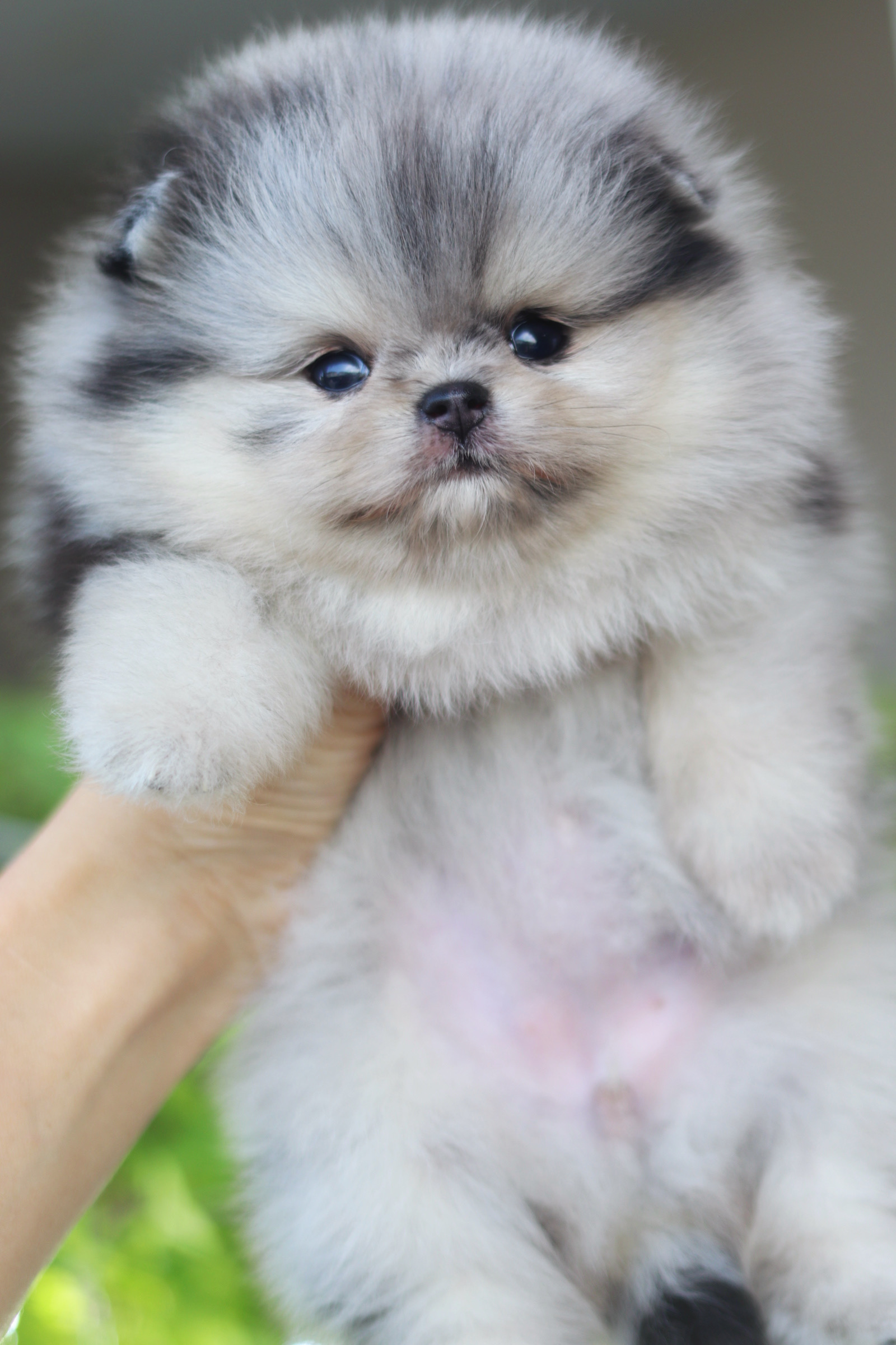 ปอมเมอเรเนียน เพศเมีย สีเมอร์เร่ เกรดโชว์