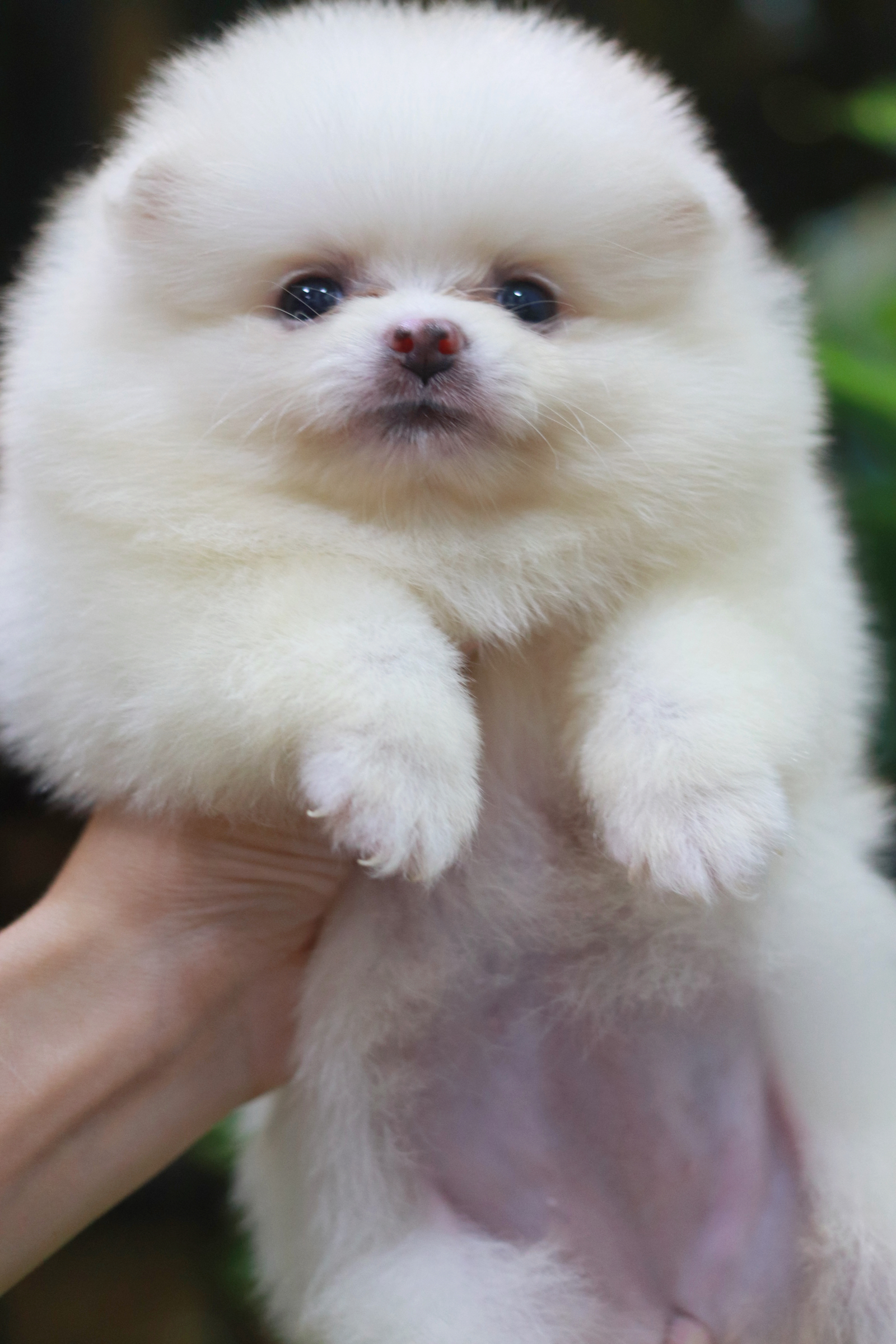 ปอมเมอเรเนียน เพศเมียสีขาว