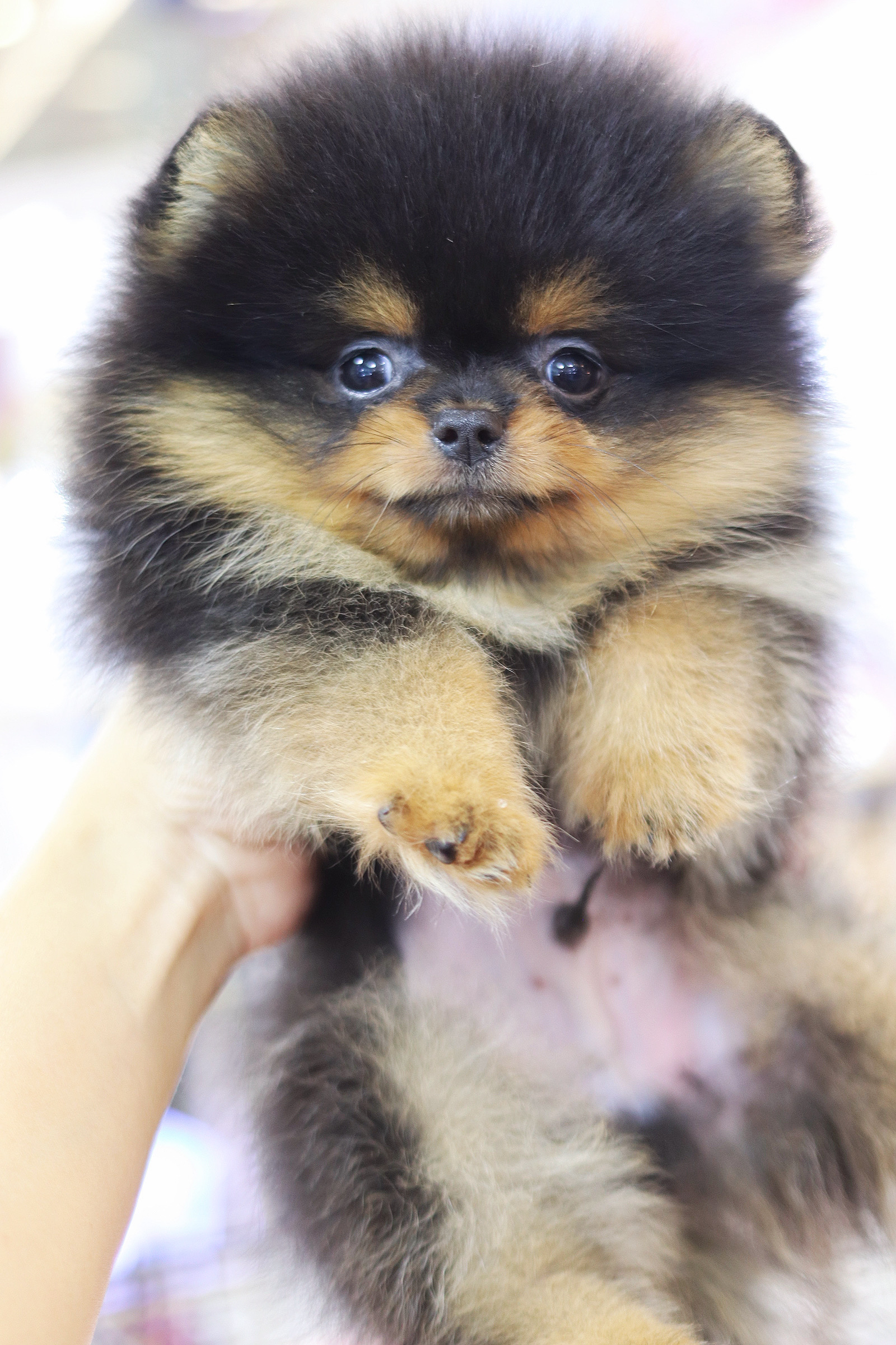 ปอมเมอเรเนียน เพศผู้สีแบล็คแทนเกรดโชว์