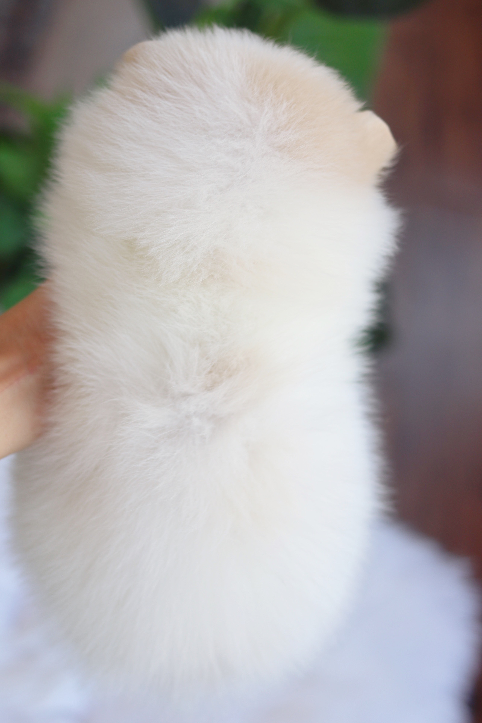 ปอมเมอเรเนียน เพศผู้ขาวครีม