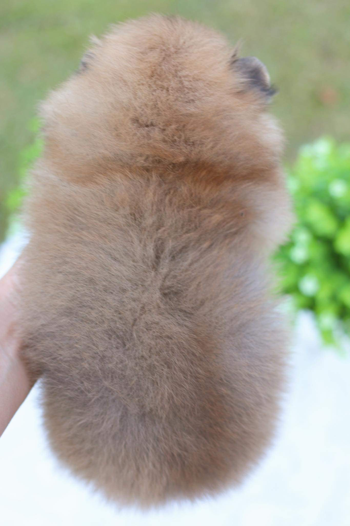 ปอมเมอเรเนียน เพศผู้