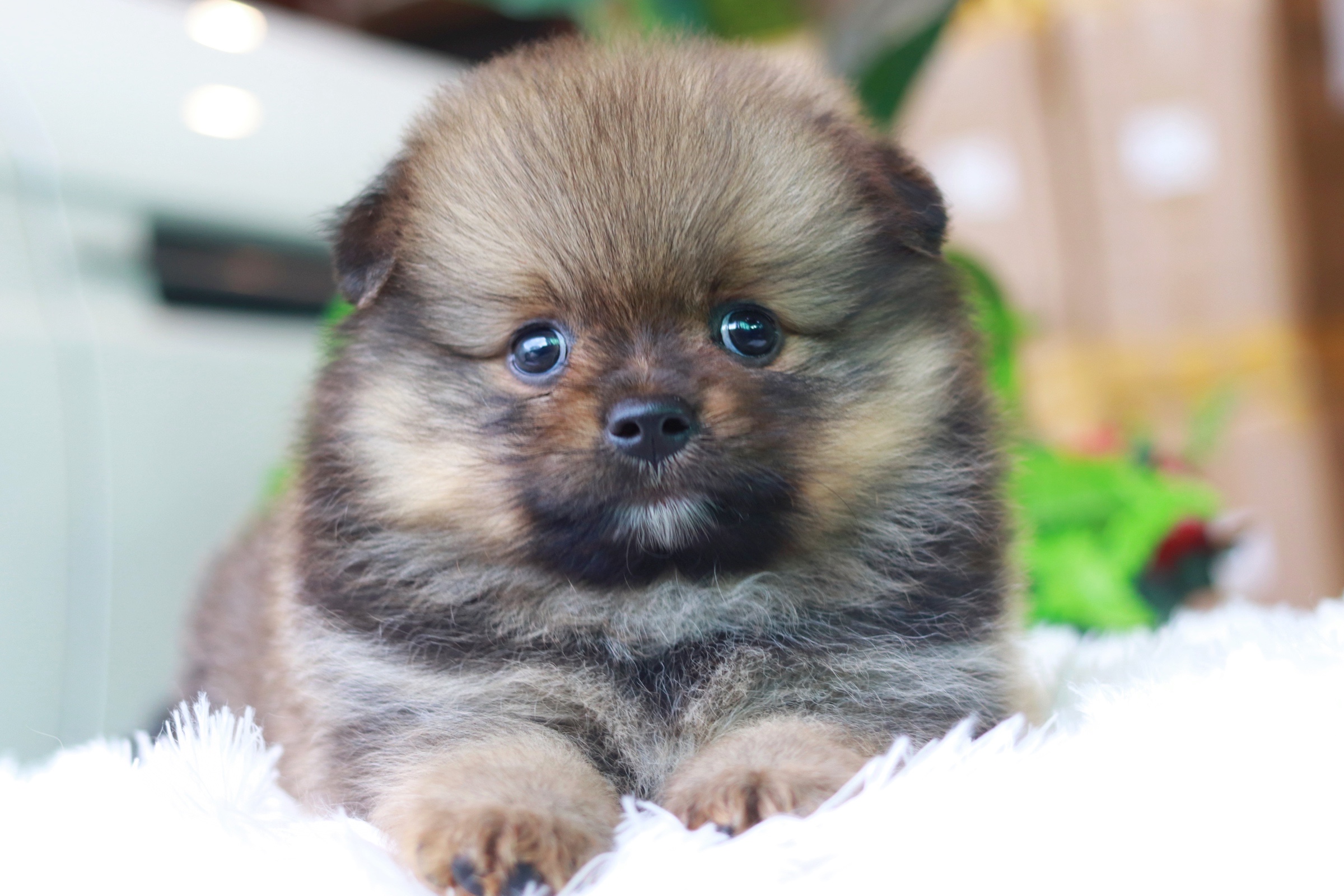 ปอมเมอเรเนียน เพศผู้สีส้ม