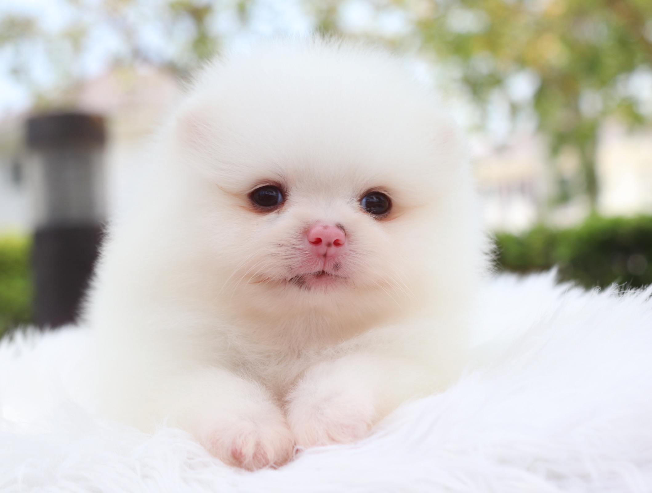 ปอมเมอเรเนียน เพศผู้ สีขาว