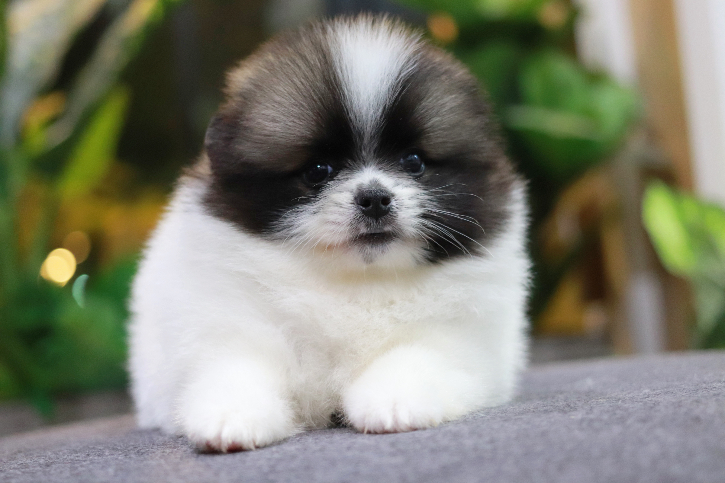 ปอมเมอเรเนียน เพศเมีย