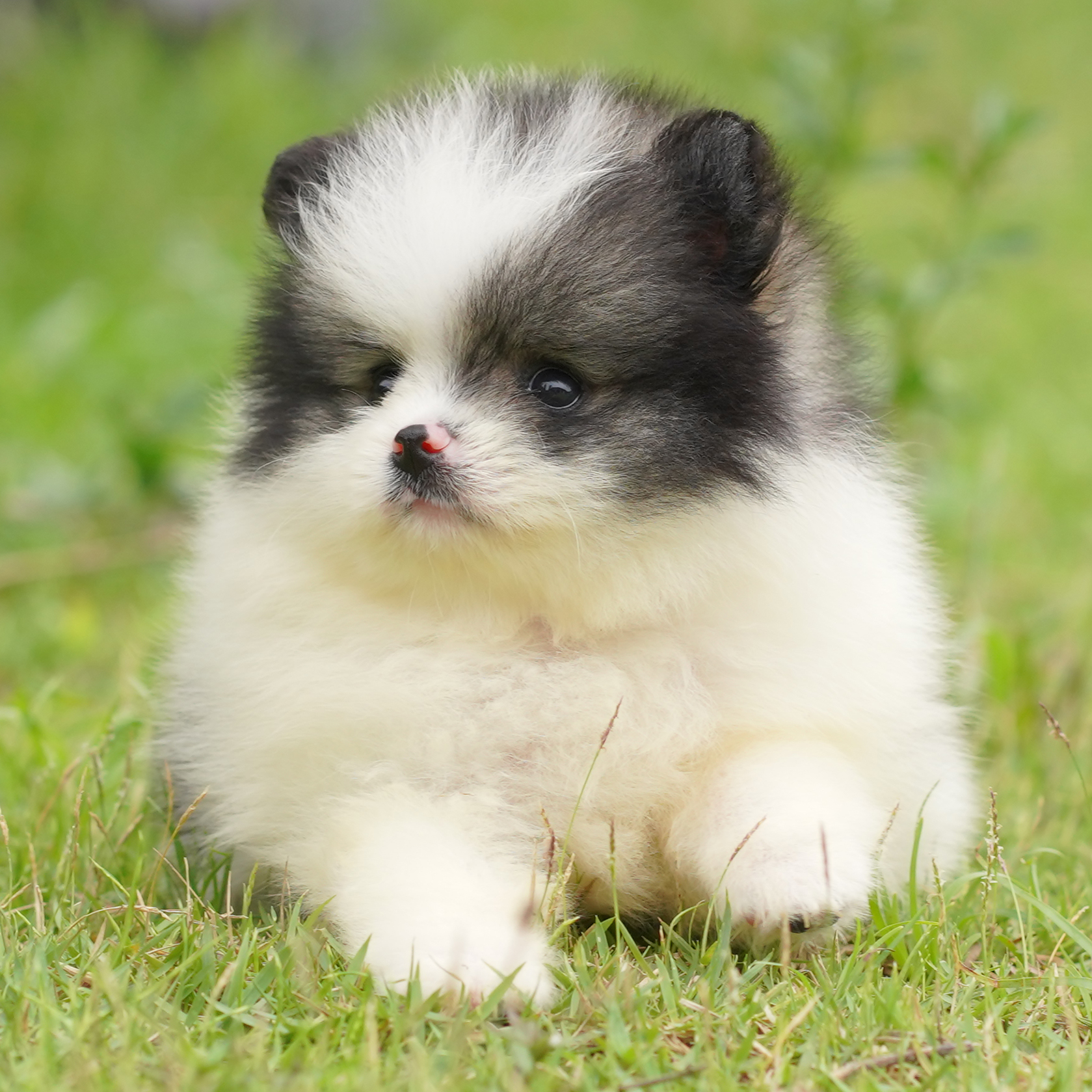 ปอมเมอเรเนียน เพศผู้สีแฟนซี