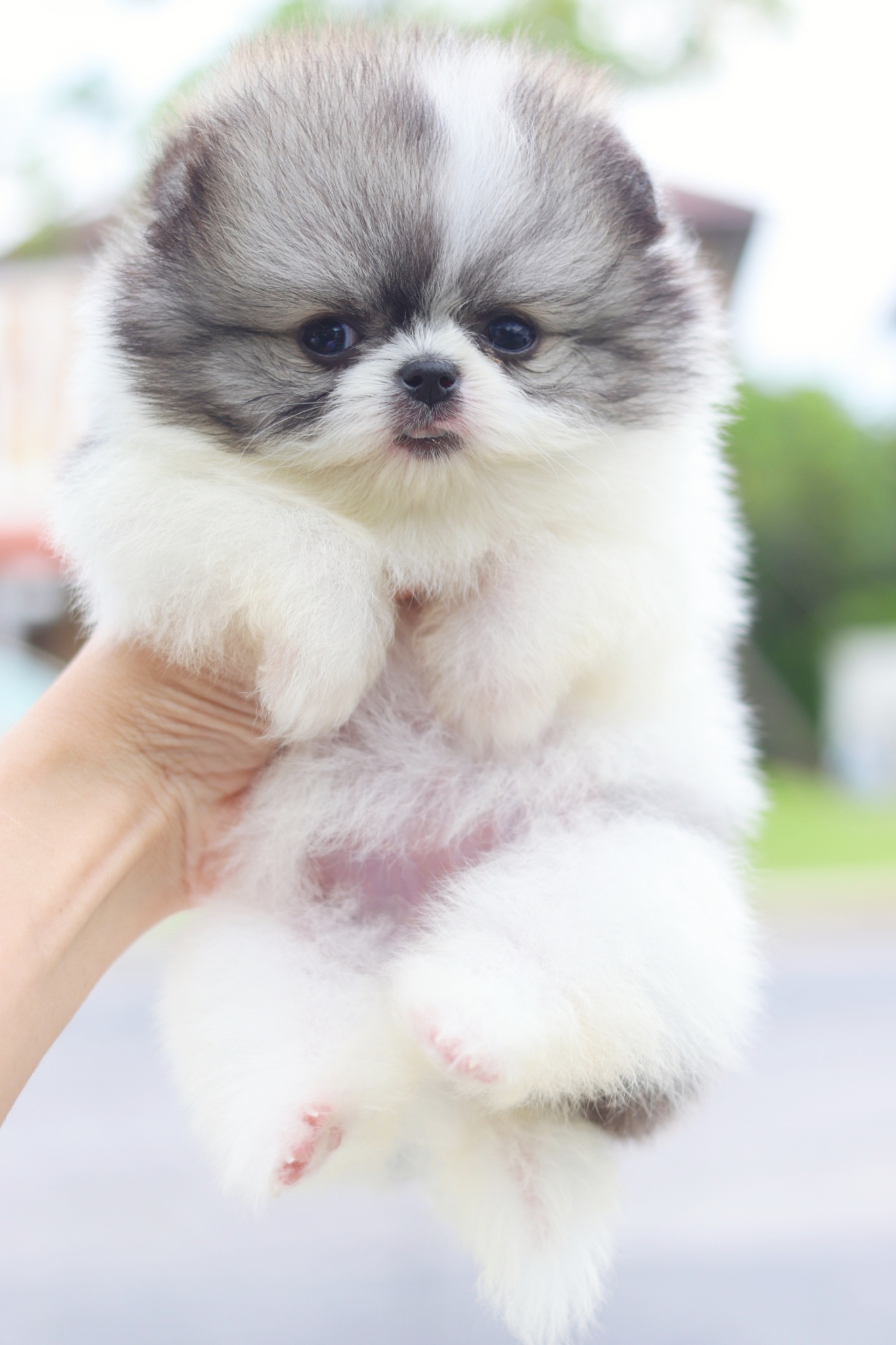 ปอมเมอเรเนียน เพศเมียสีแฟนซีเกรดโชว์